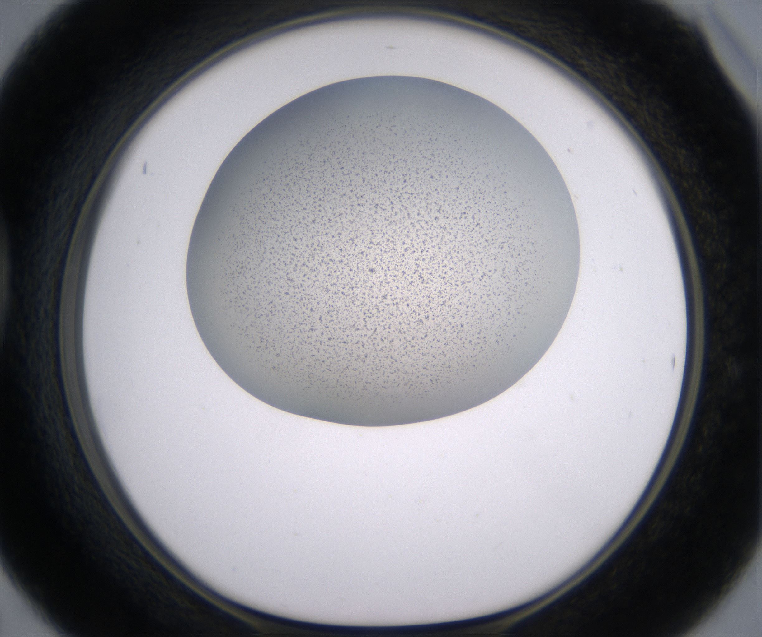 D6_HighResolution_Precipitate_1.jpg