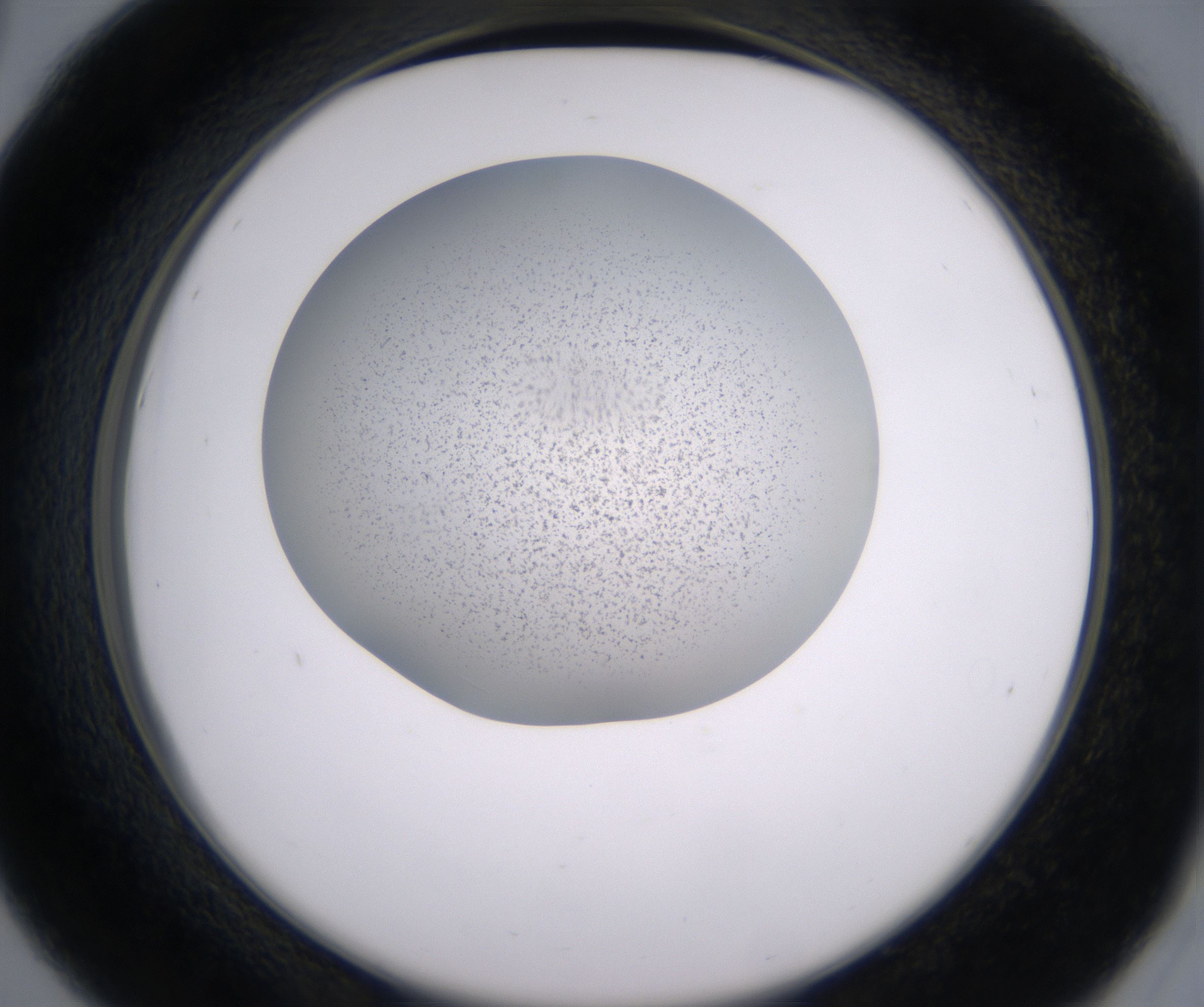 D6_HighResolution_Precipitate_2.jpg