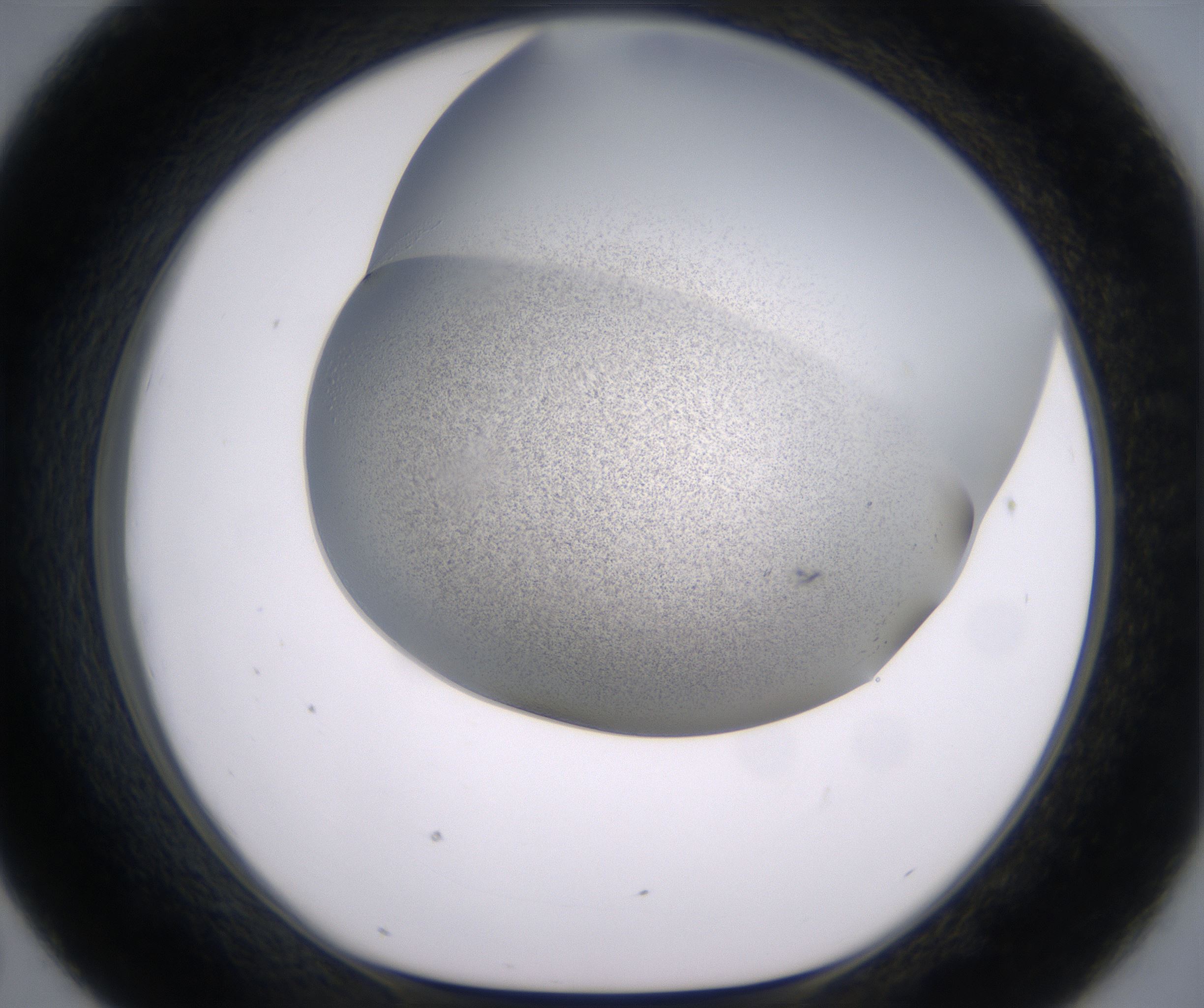 D7_HighResolution_Precipitate_1.jpg