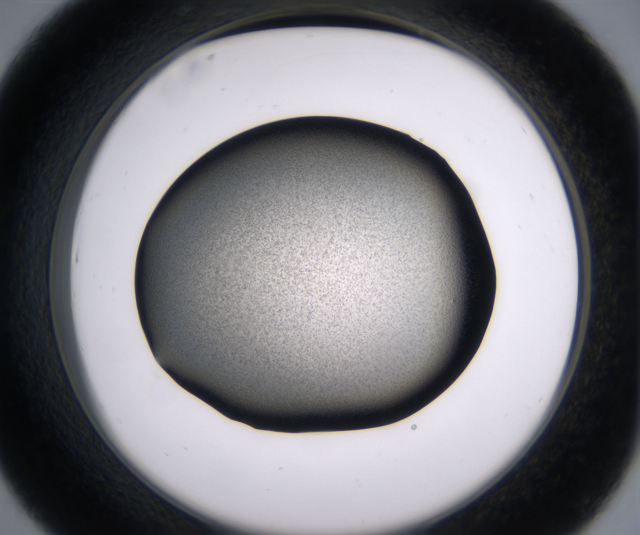 D7_HighResolution_Precipitate_2.jpg