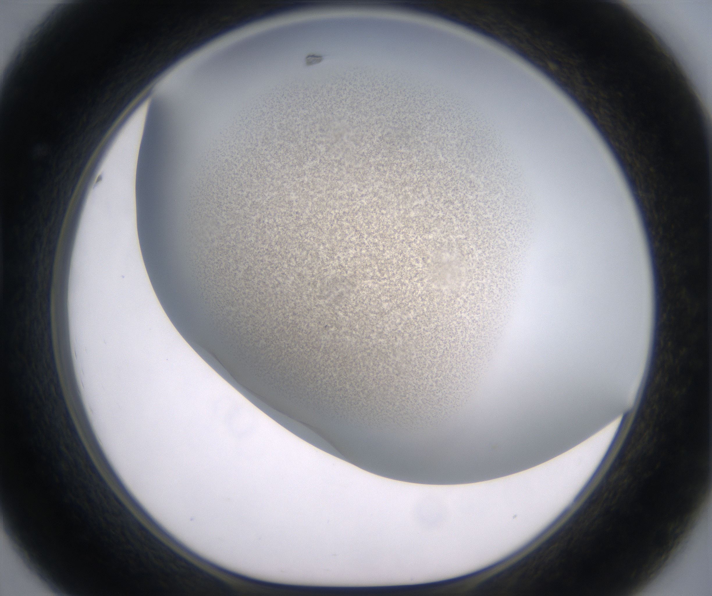 D8_HighResolution_Precipitate_1.jpg