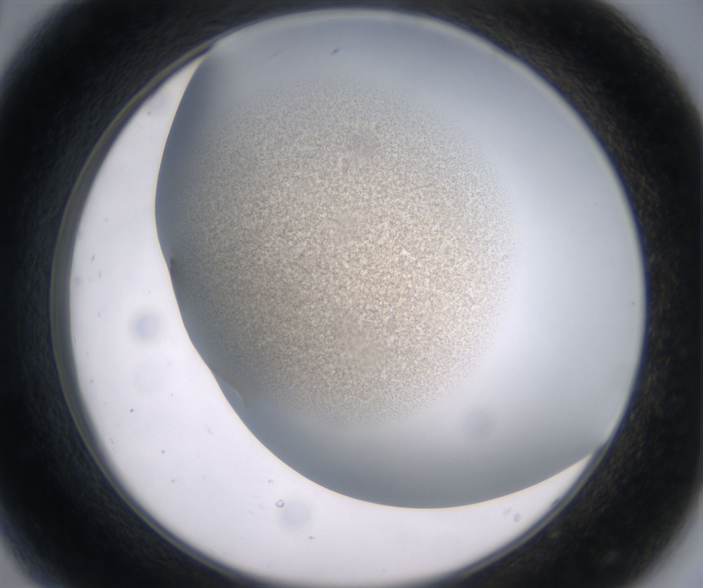 D8_HighResolution_Precipitate_2.jpg
