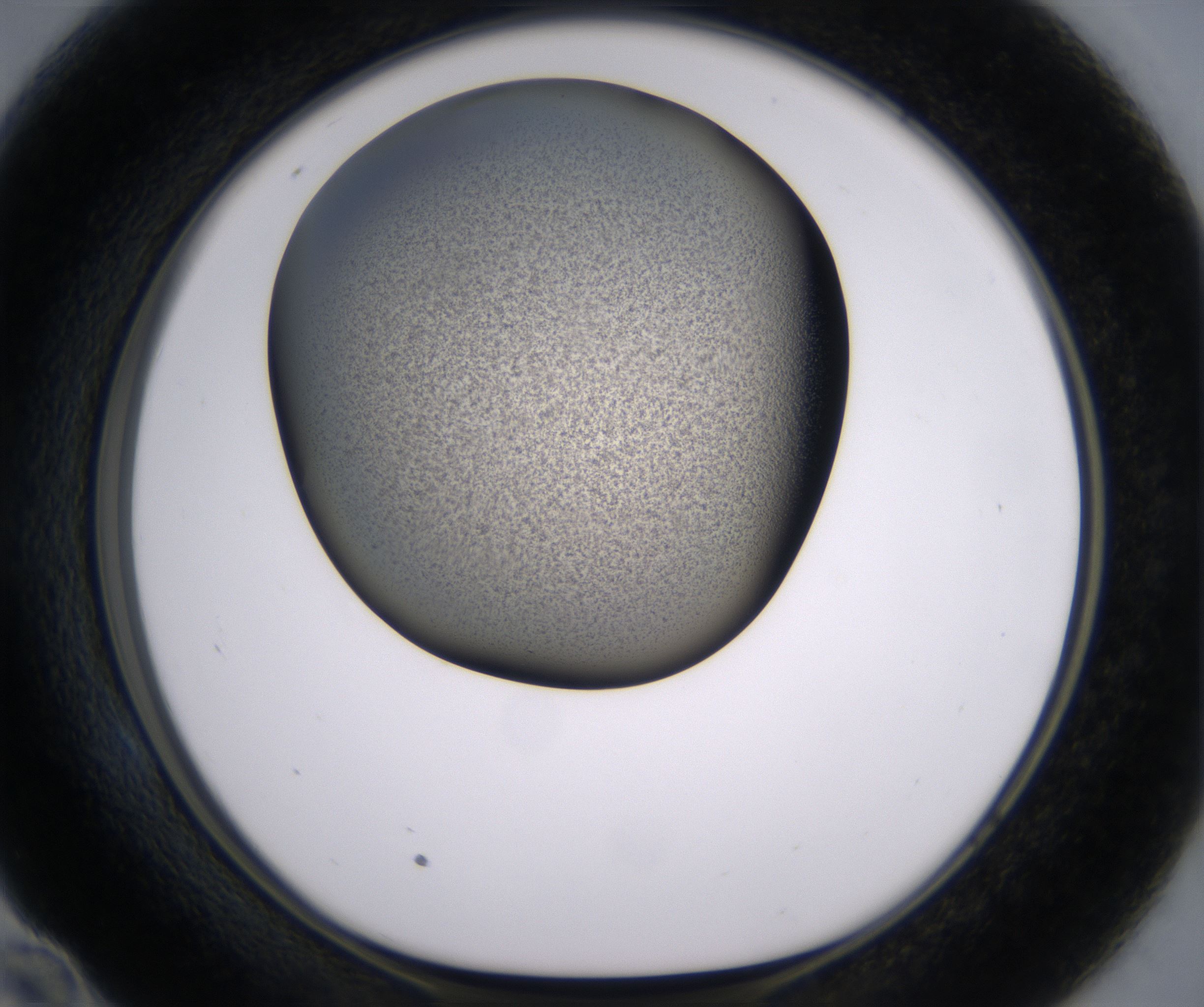 E10_HighResolution_Precipitate_1.jpg