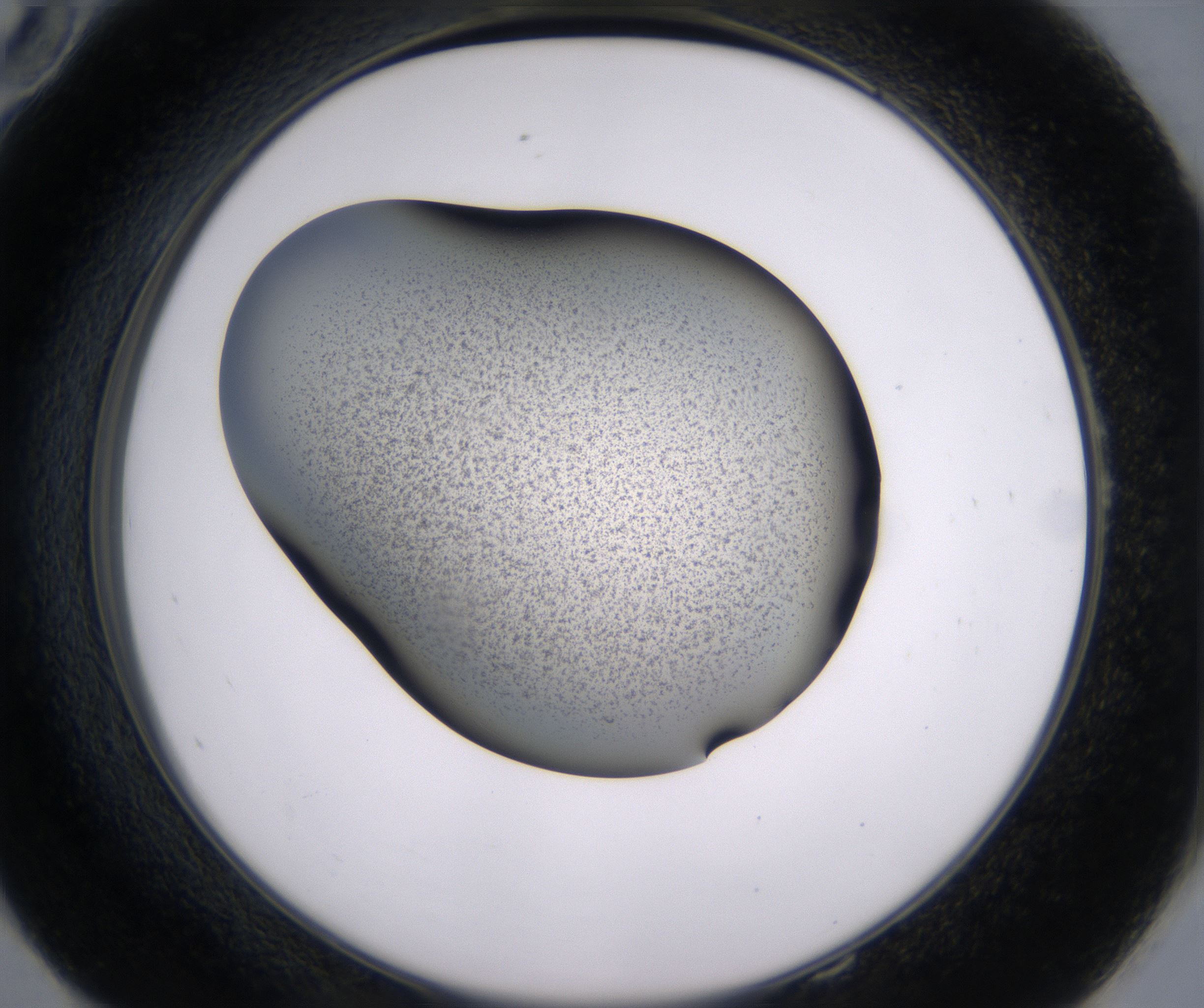 E10_HighResolution_Precipitate_2.jpg