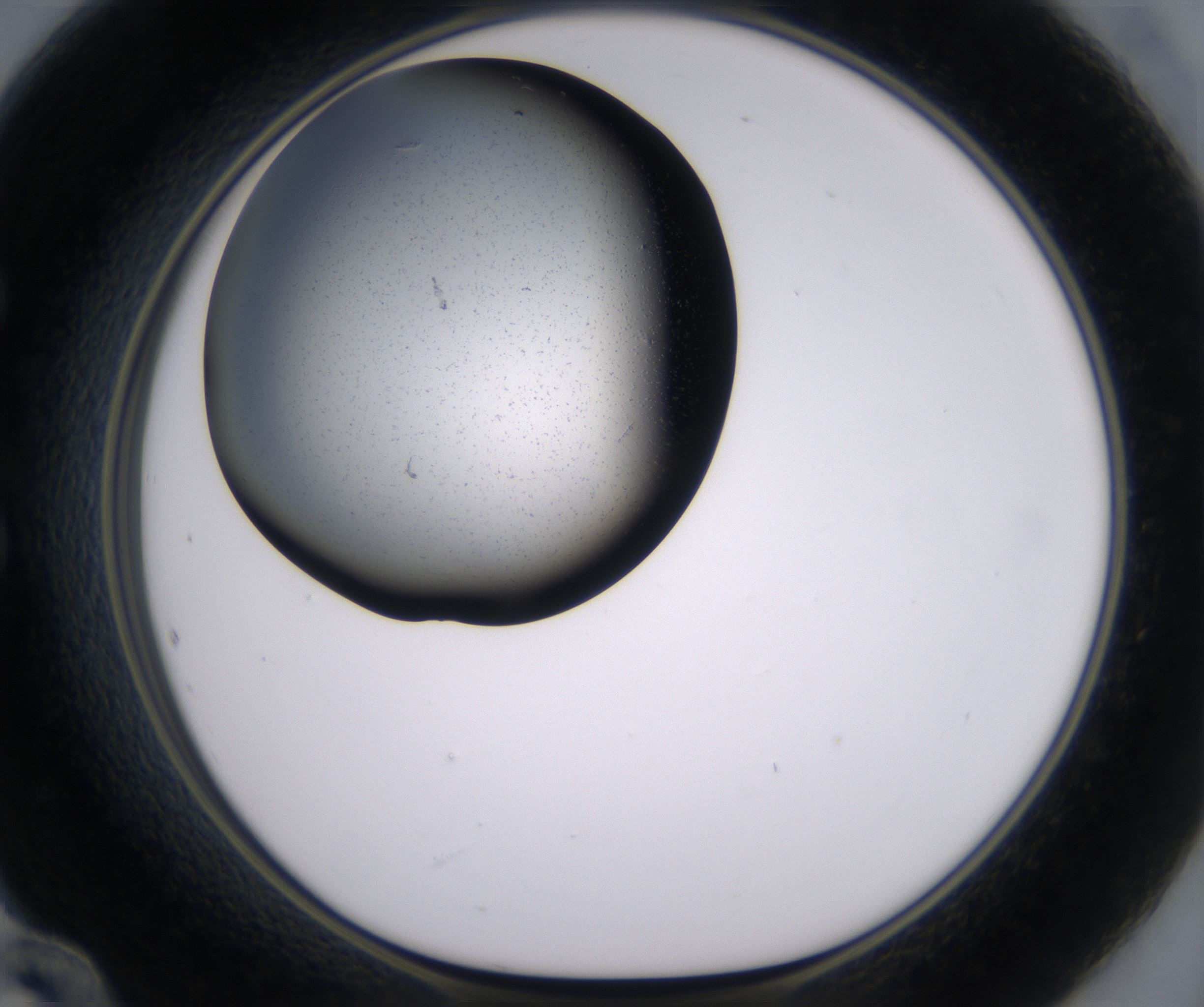 E12_HighResolution_Precipitate_1.jpg