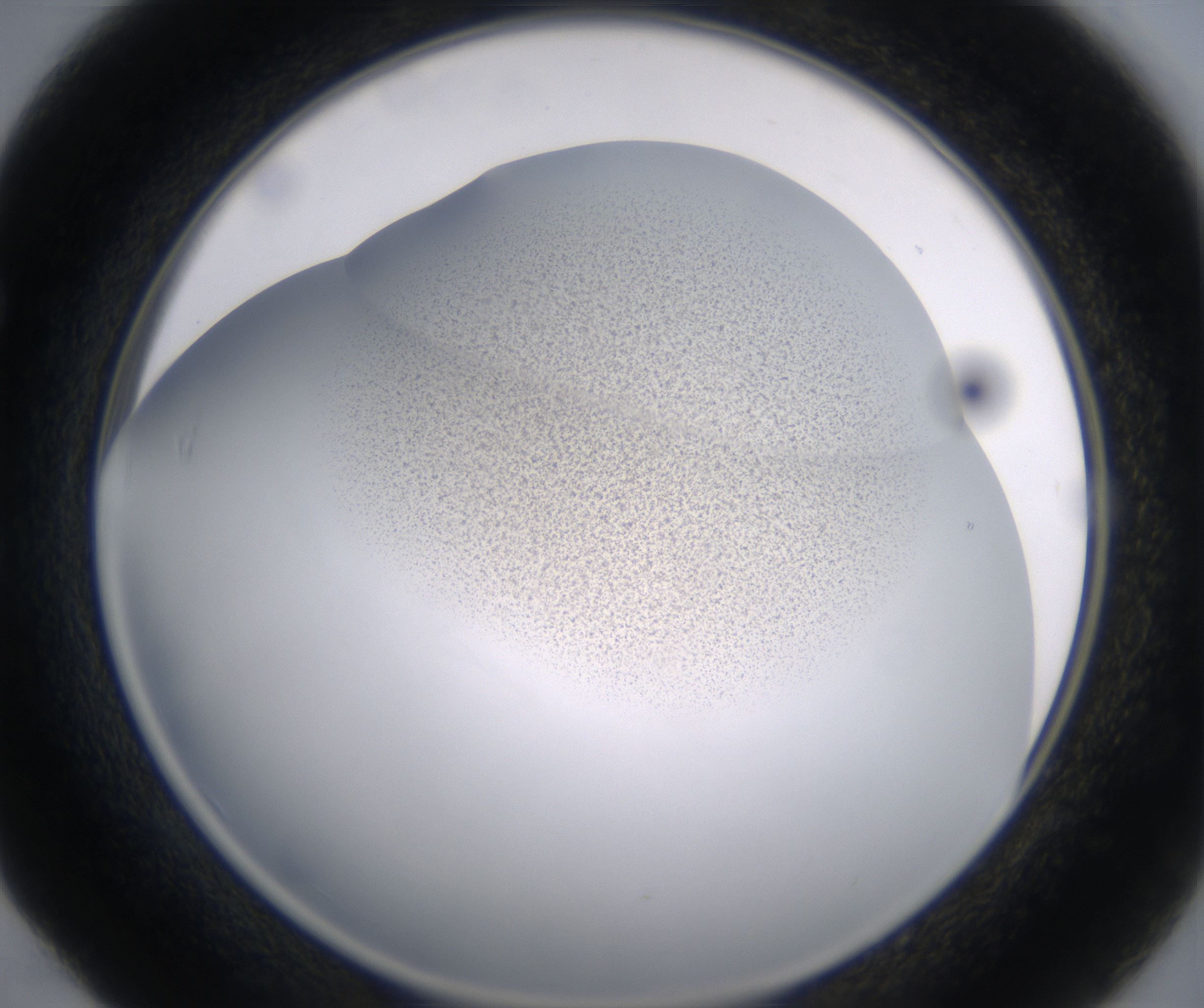 E4_HighResolution_Precipitate_1.jpg