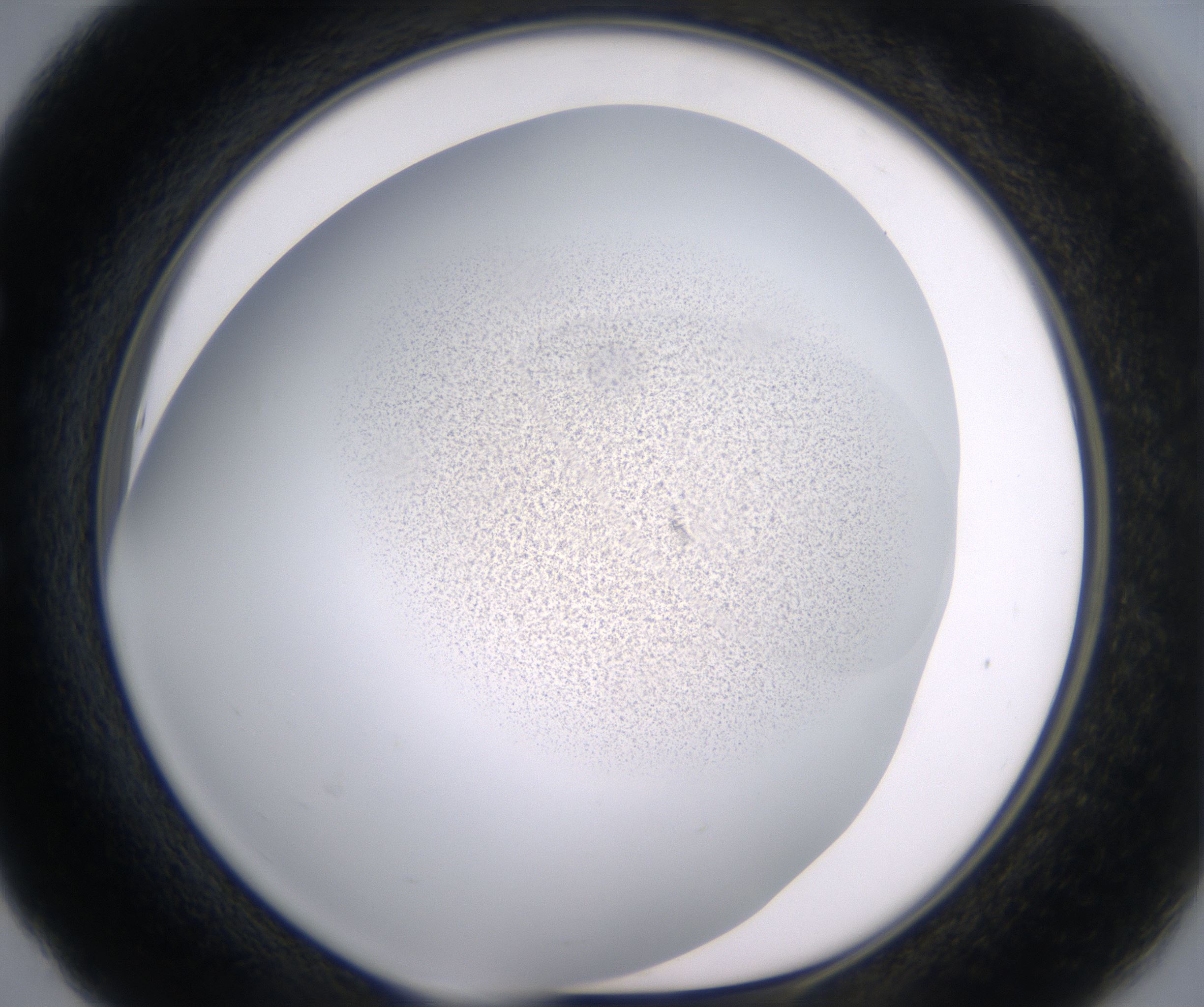 E5_HighResolution_Precipitate_1.jpg