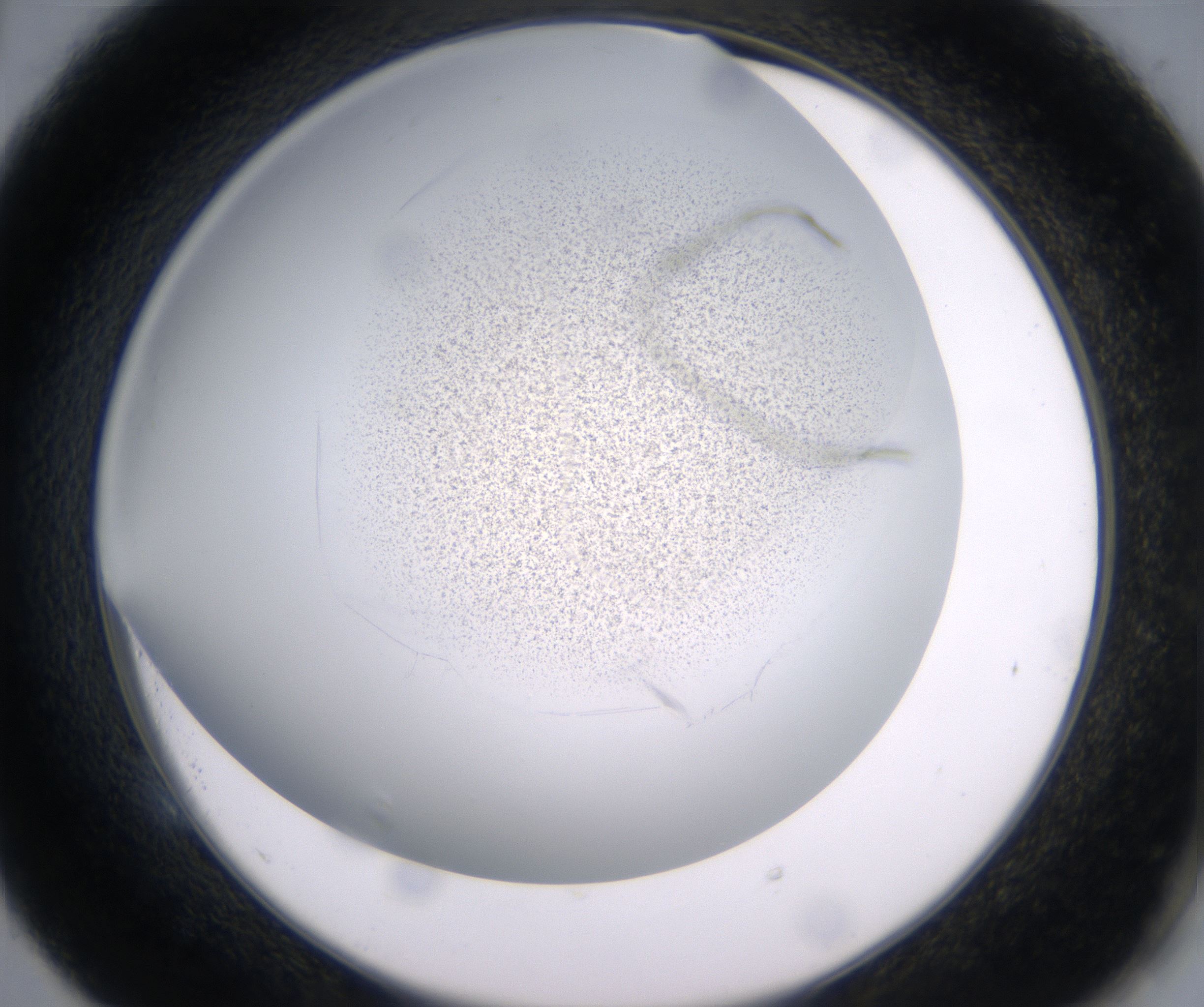 E5_HighResolution_Precipitate_2.jpg