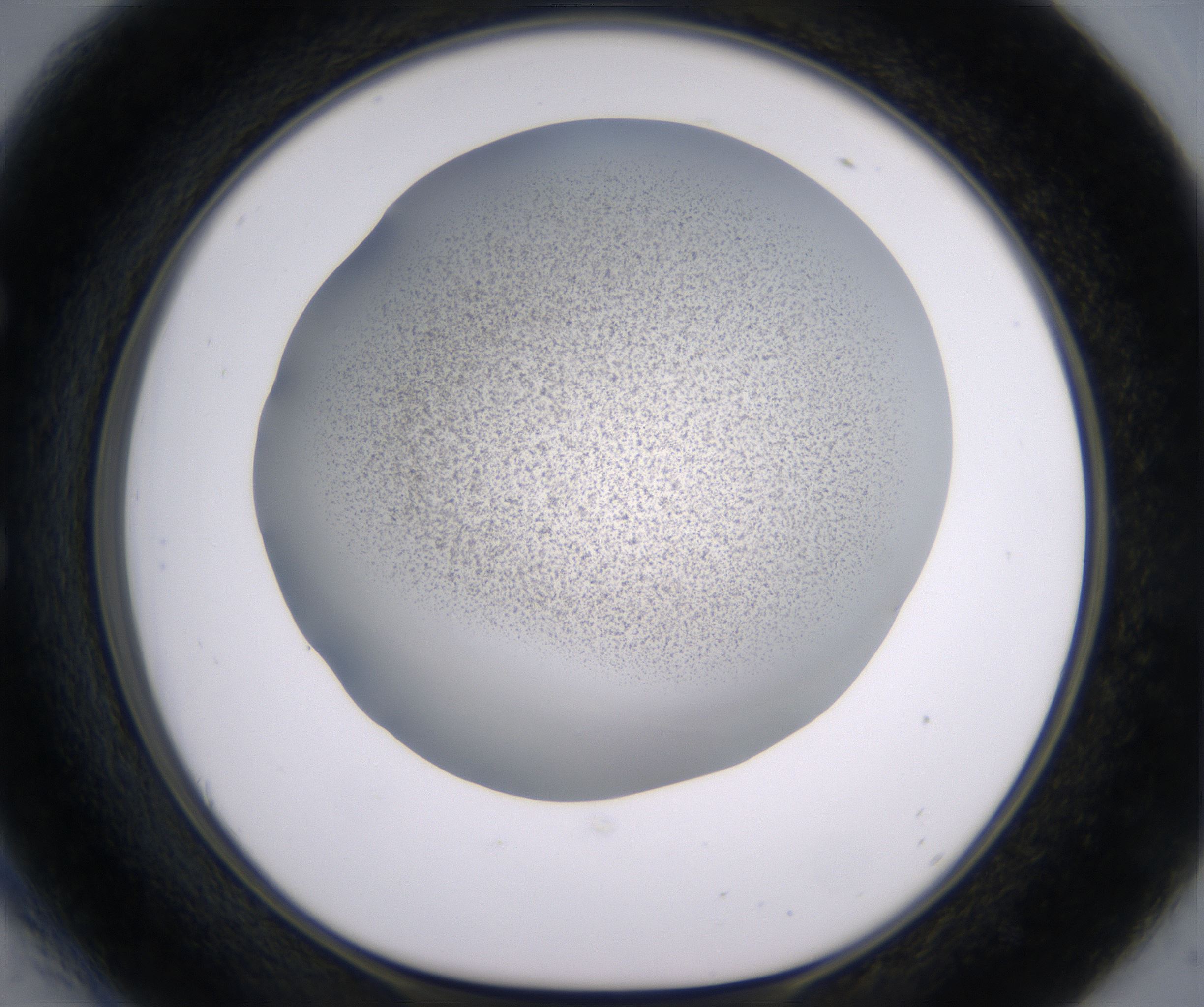 E6_HighResolution_Precipitate_1.jpg