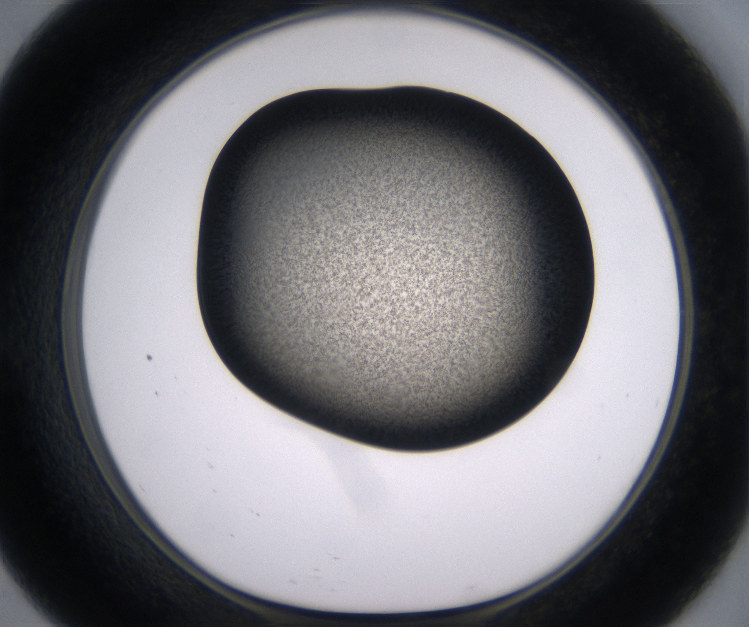 E9_HighResolution_Precipitate_1.jpg