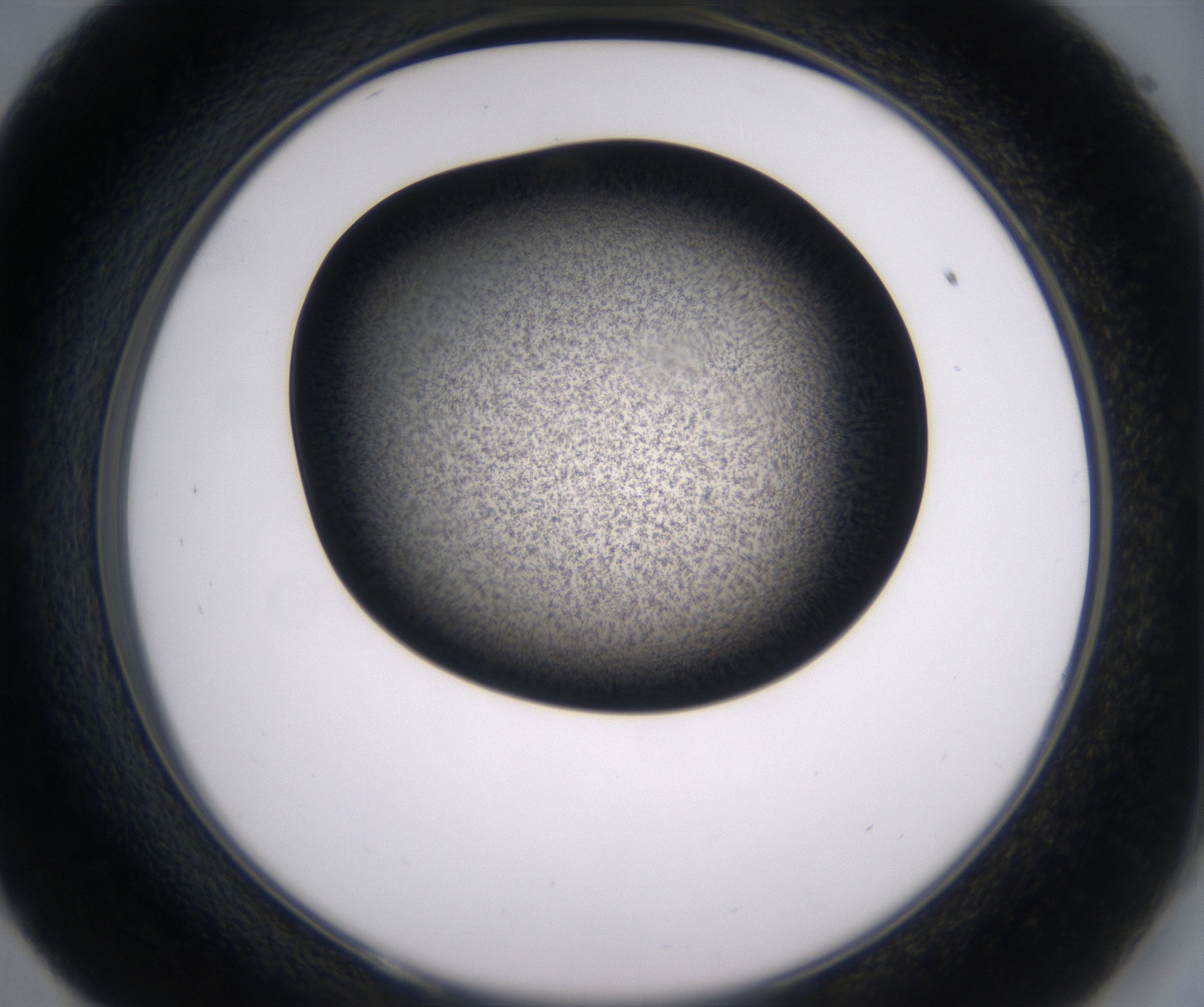 E9_HighResolution_Precipitate_2.jpg
