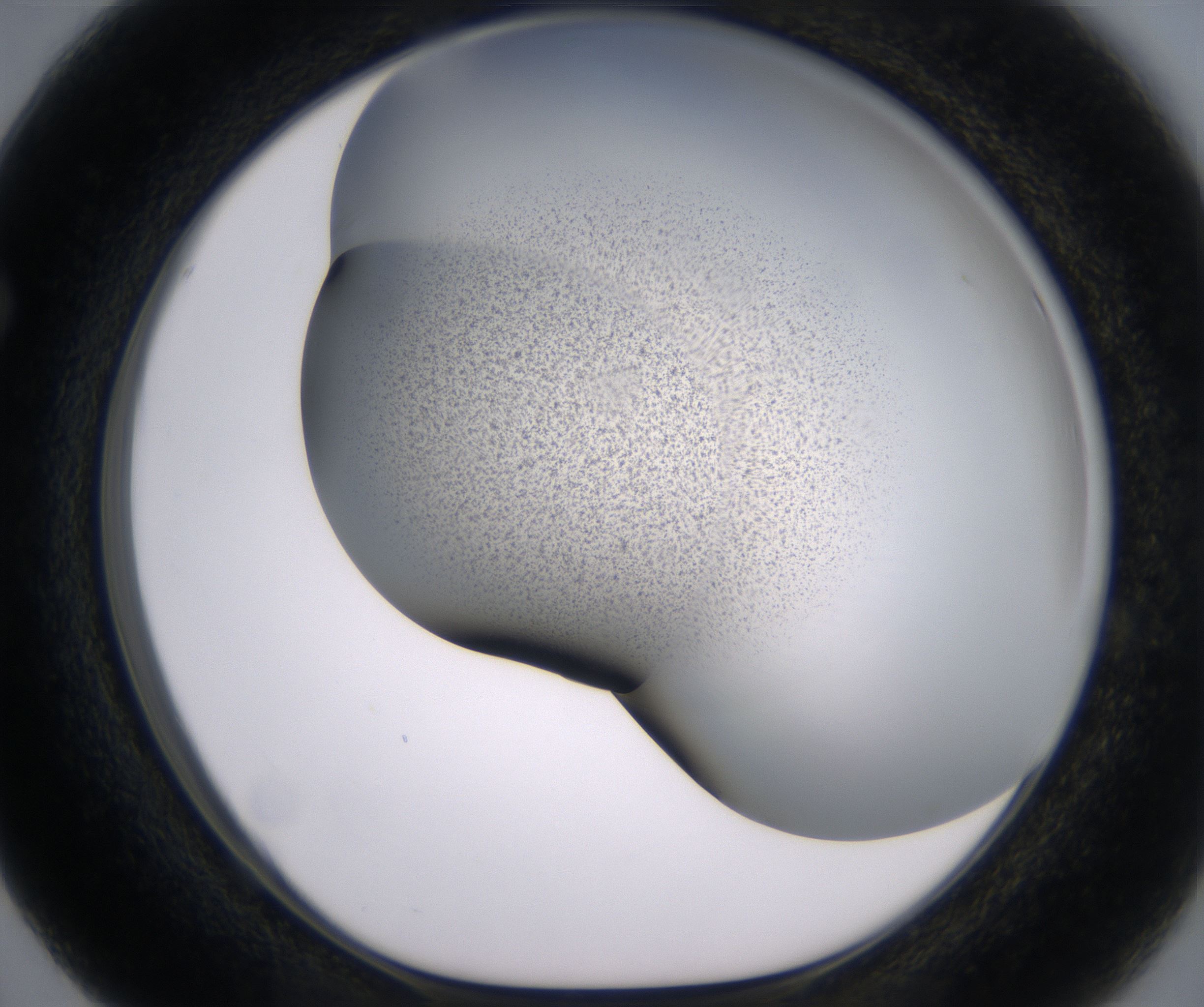F3_HighResolution_Precipitate_1.jpg