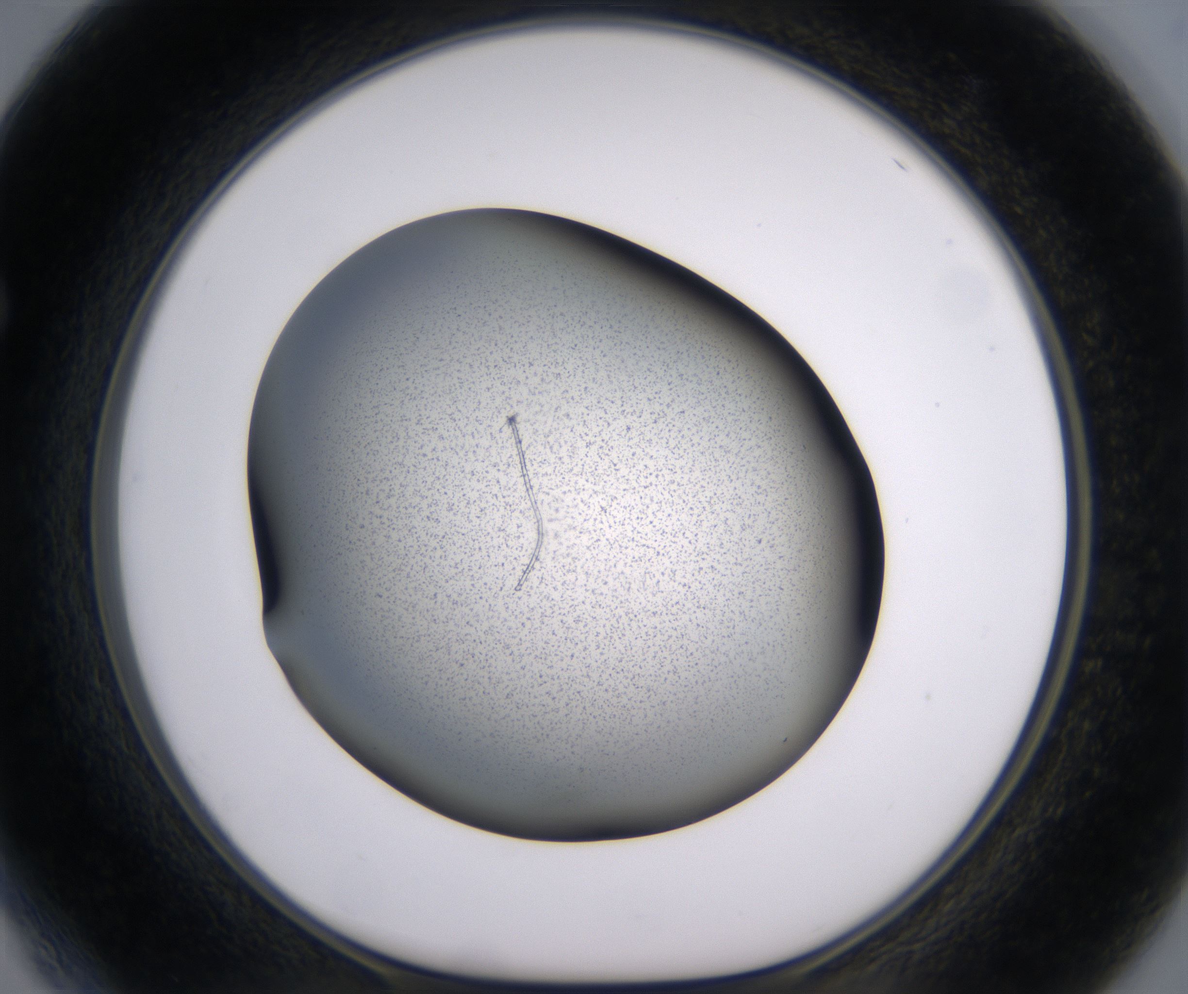 F4_HighResolution_Precipitate_1.jpg