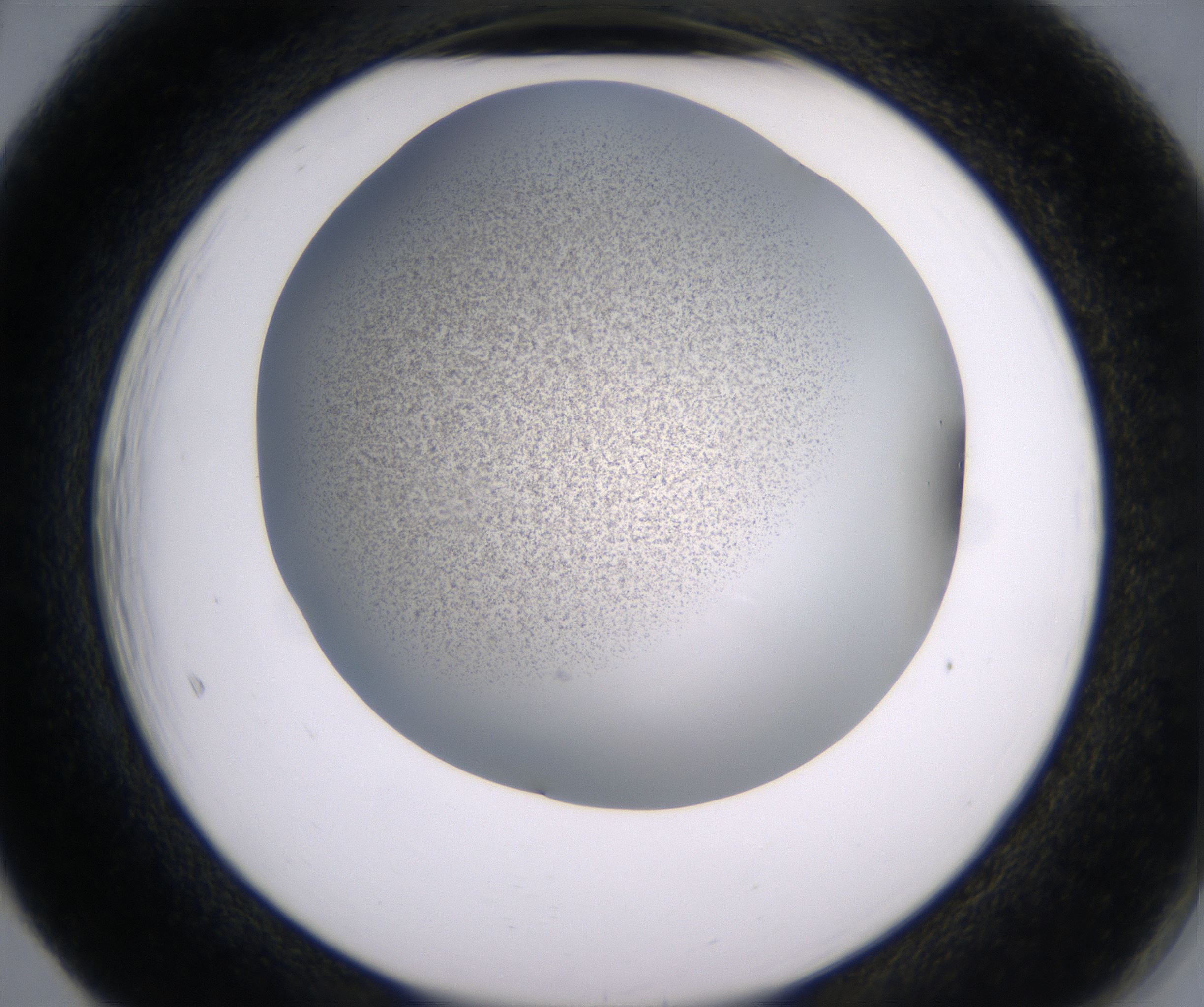 F5_HighResolution_Precipitate_2.jpg