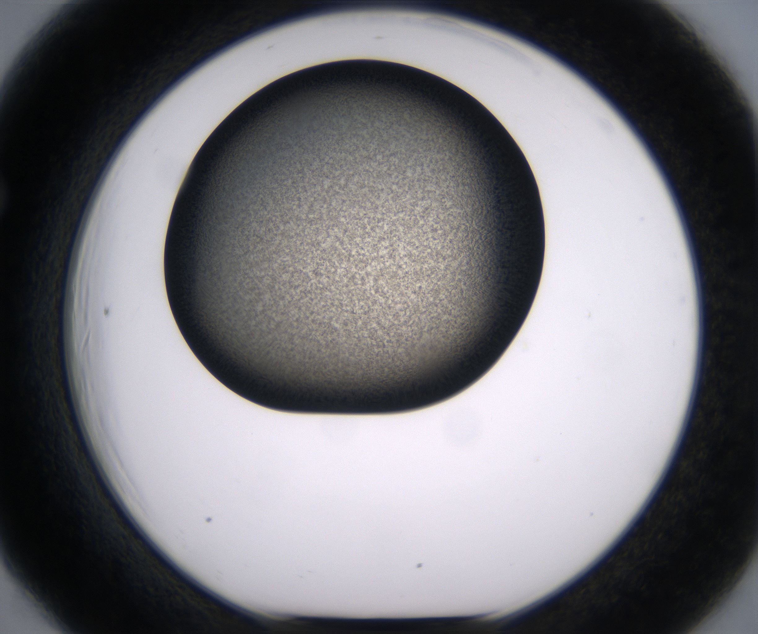 F6_HighResolution_Precipitate_1.jpg