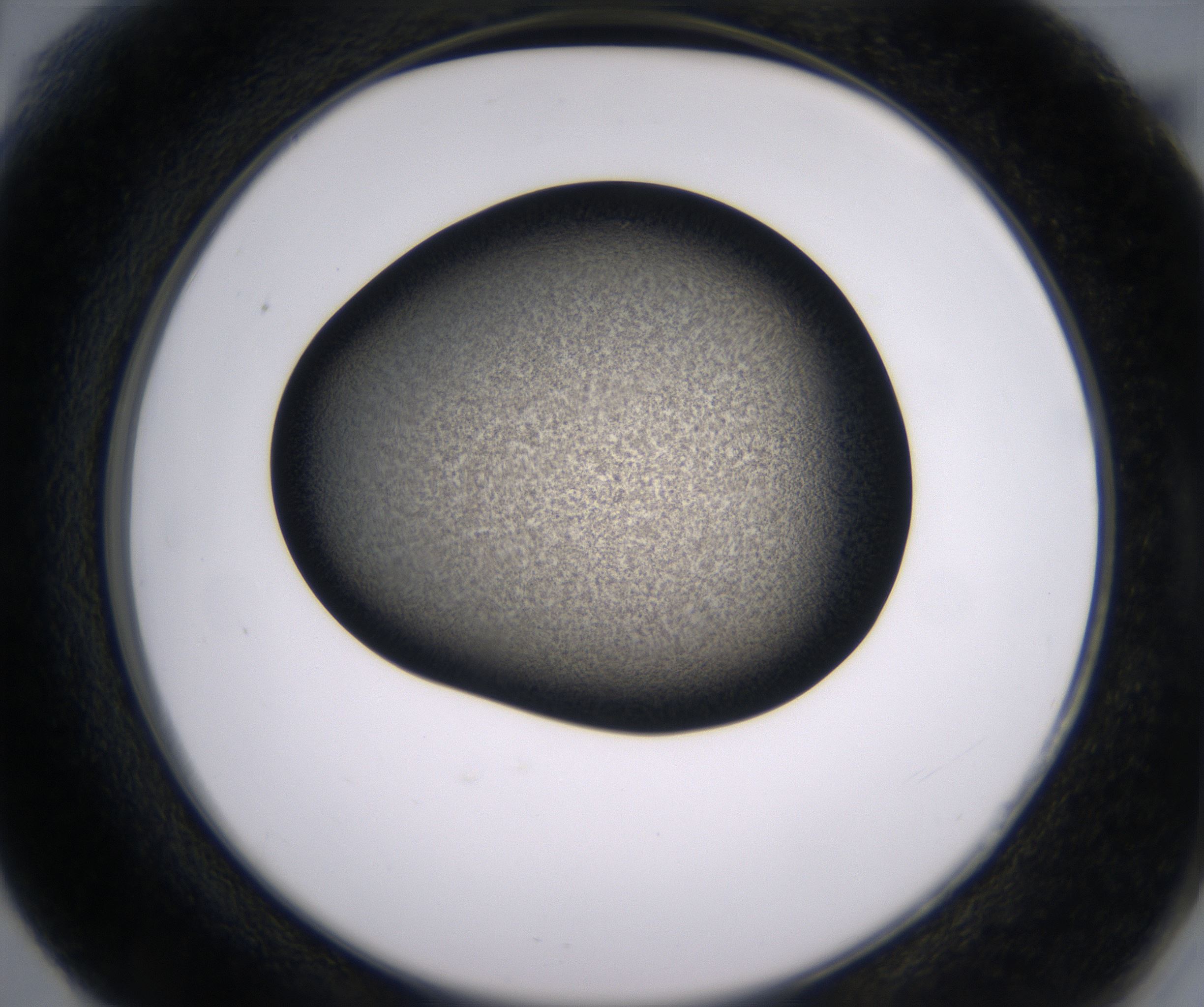 F6_HighResolution_Precipitate_2.jpg