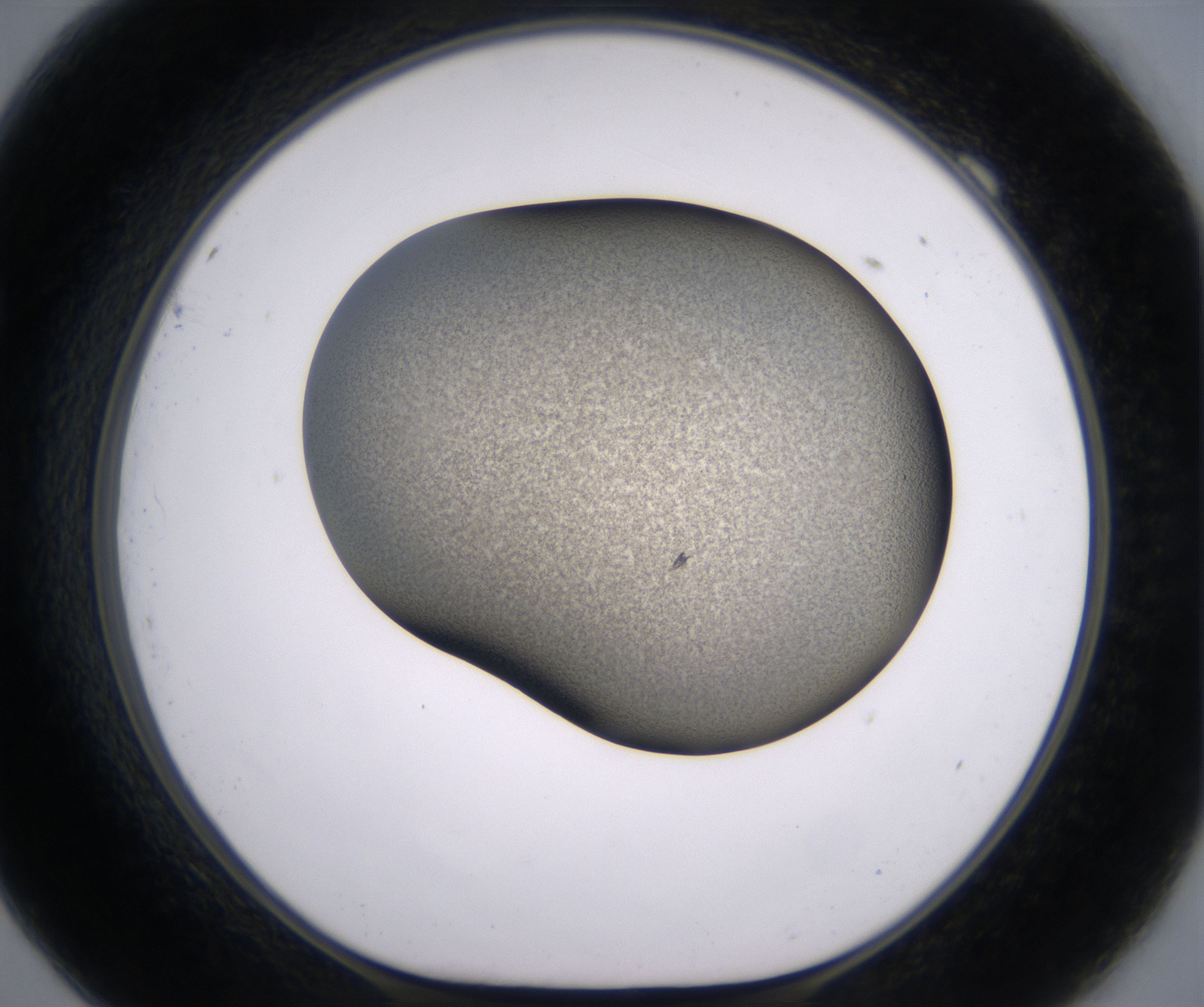 F9_HighResolution_Precipitate_1.jpg