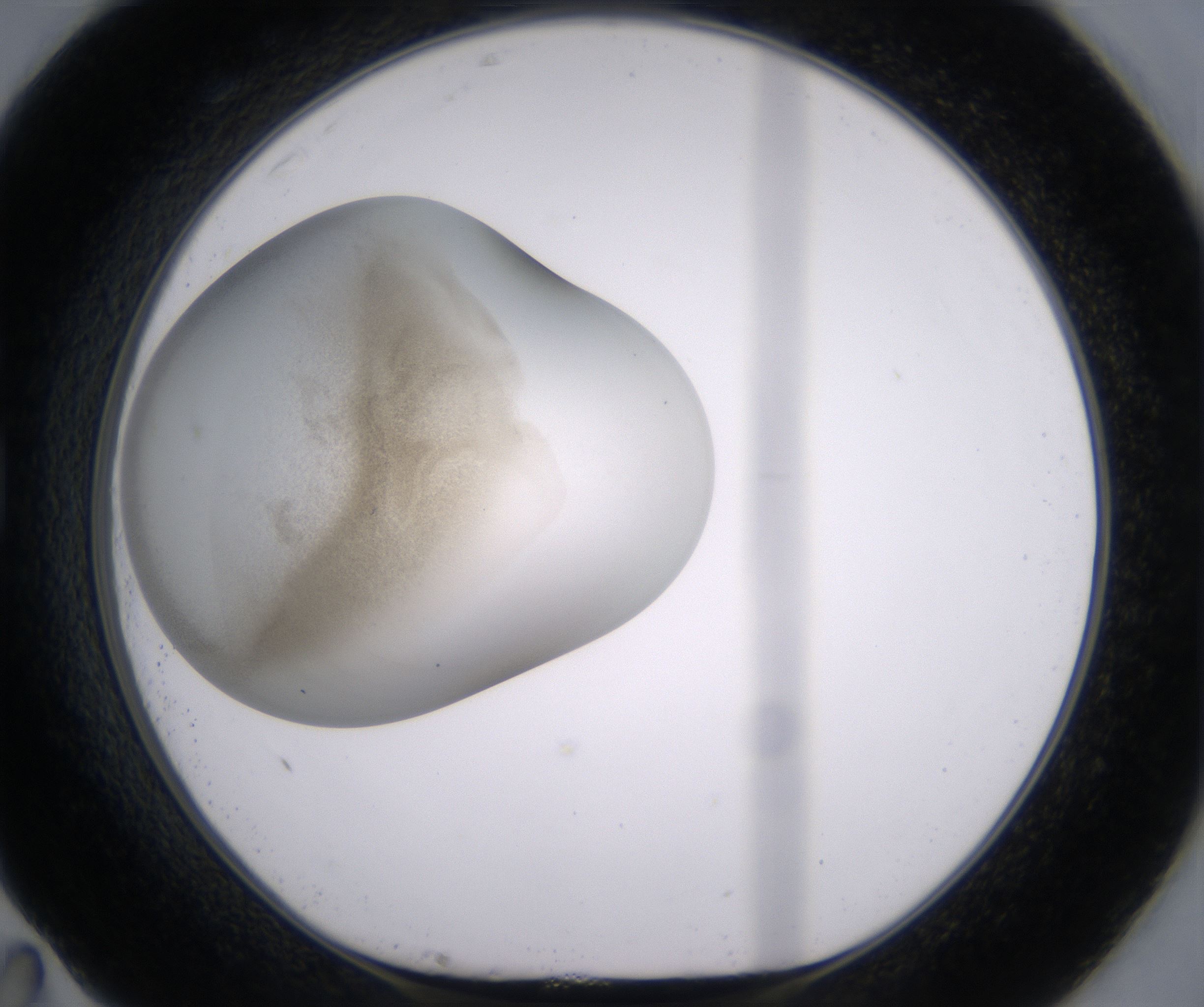 G11_HighResolution_Precipitate_1.jpg