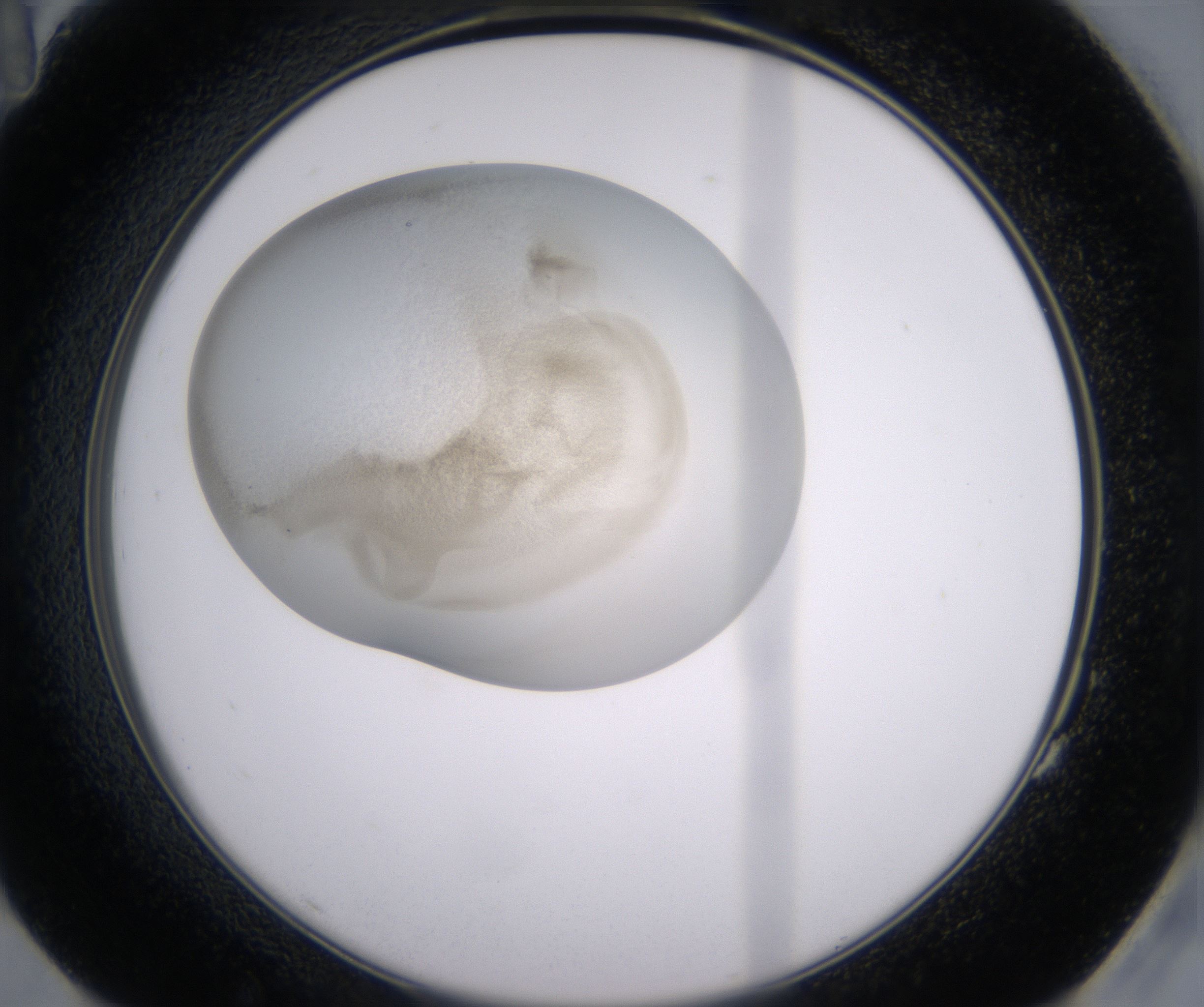 G11_HighResolution_Precipitate_2.jpg