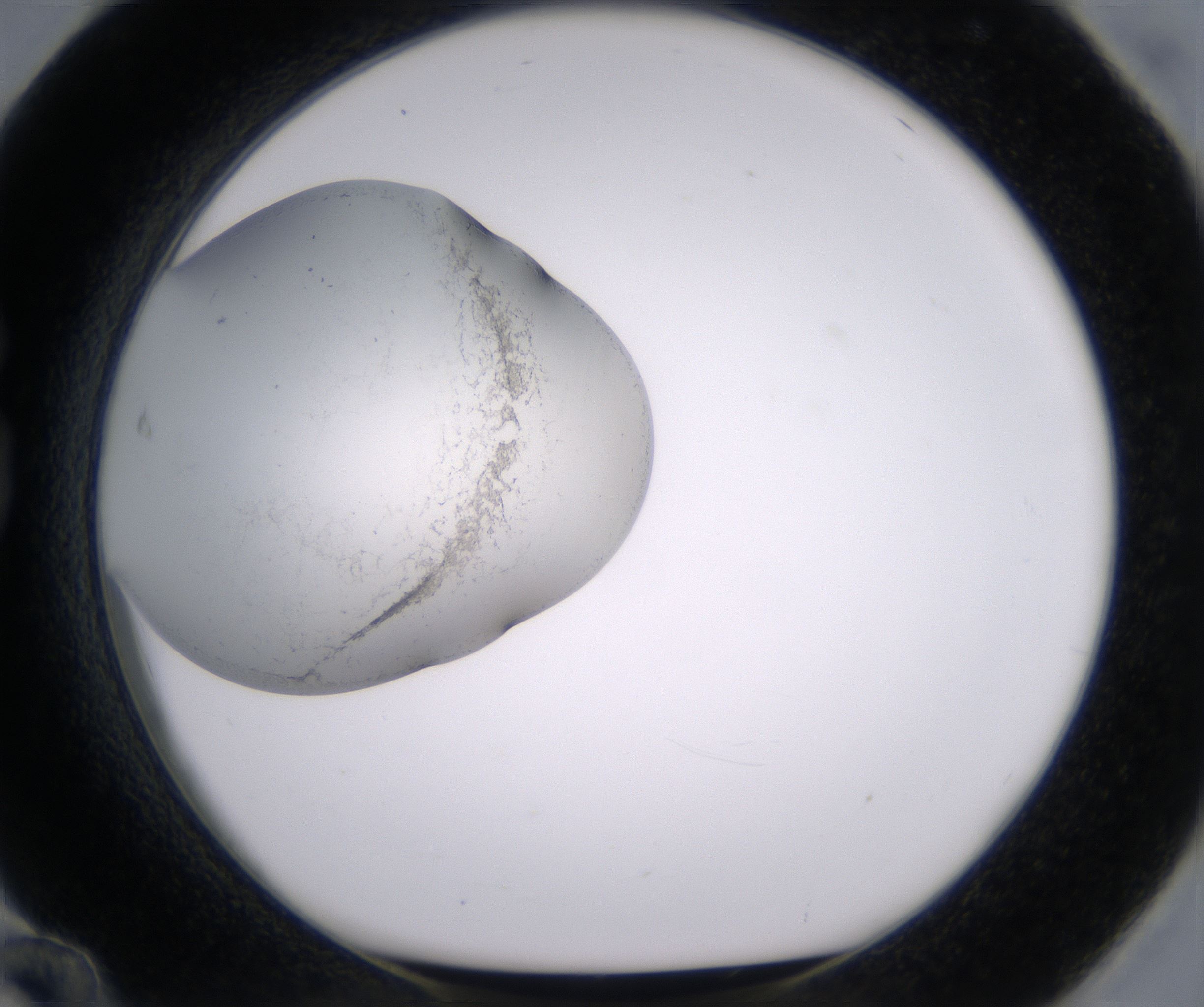 G12_HighResolution_Precipitate_1.jpg