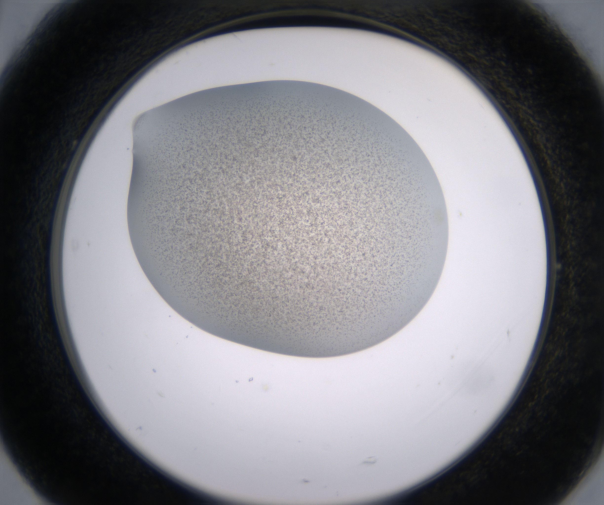 G5_HighResolution_Precipitate_2.jpg