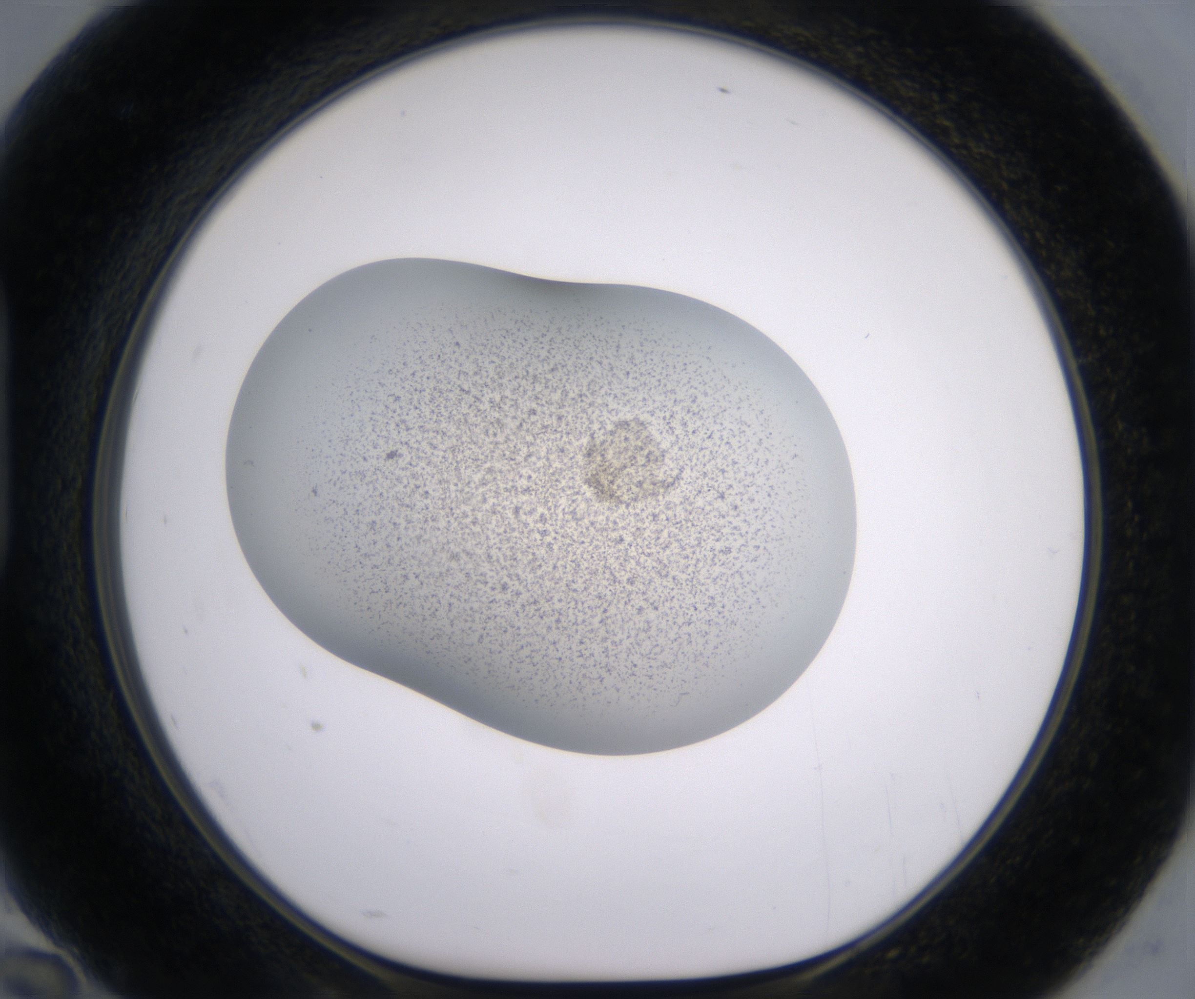 H10_HighResolution_Precipitate_1.jpg