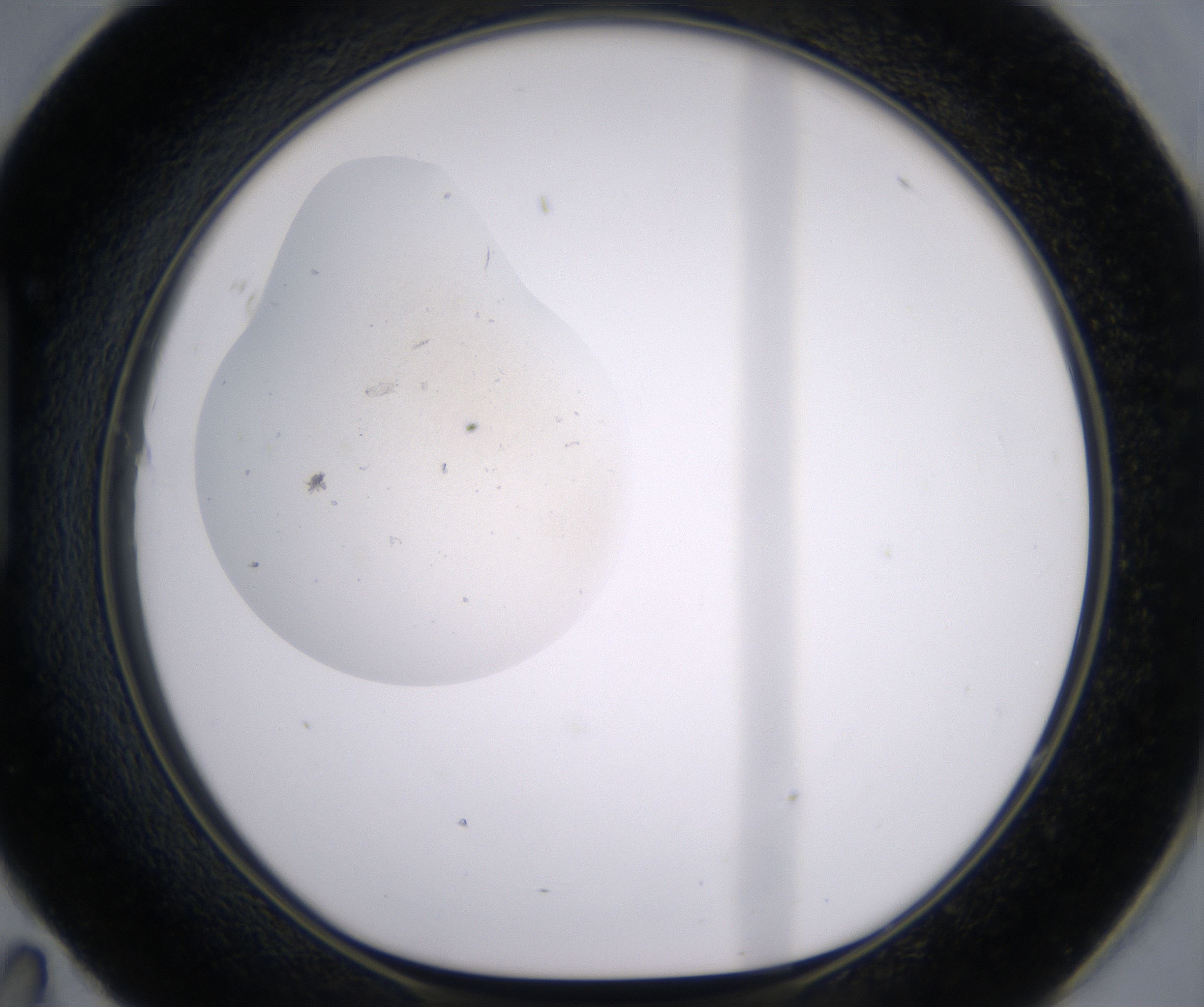 H11_HighResolution_Precipitate_1.jpg