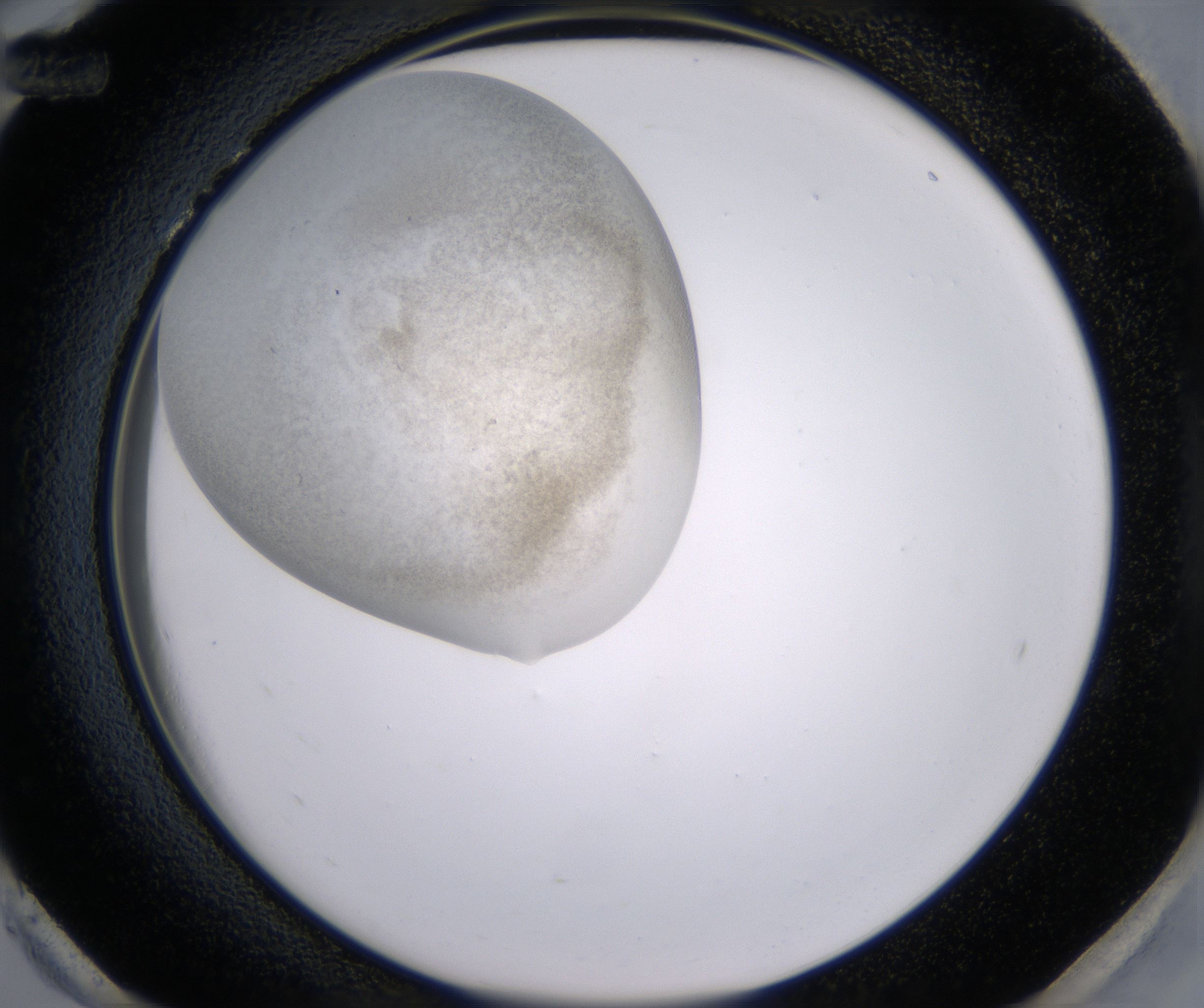 H12_HighResolution_Precipitate_2.jpg