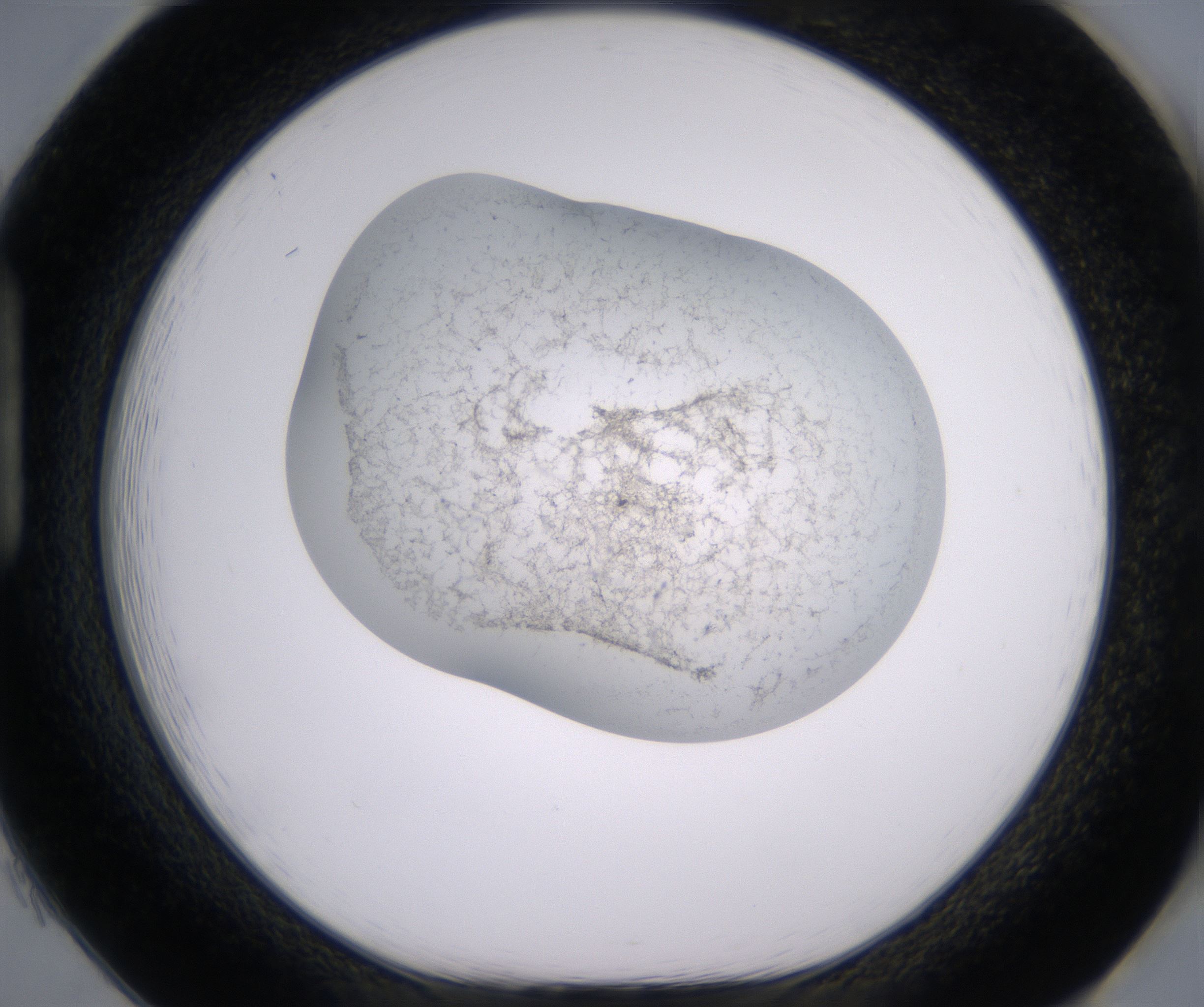 H1_HighResolution_Precipitate_1.jpg