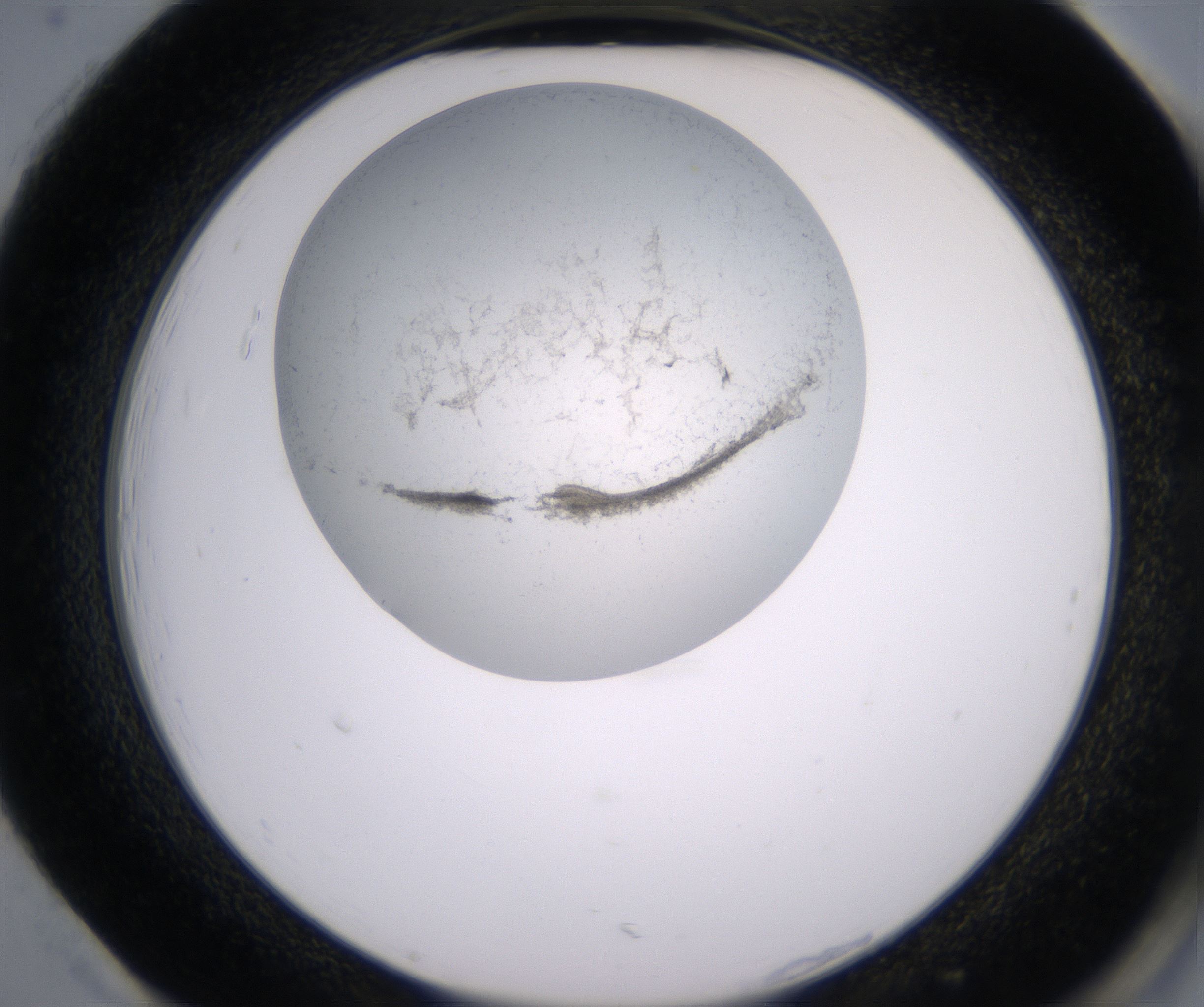 H1_HighResolution_Precipitate_2.jpg