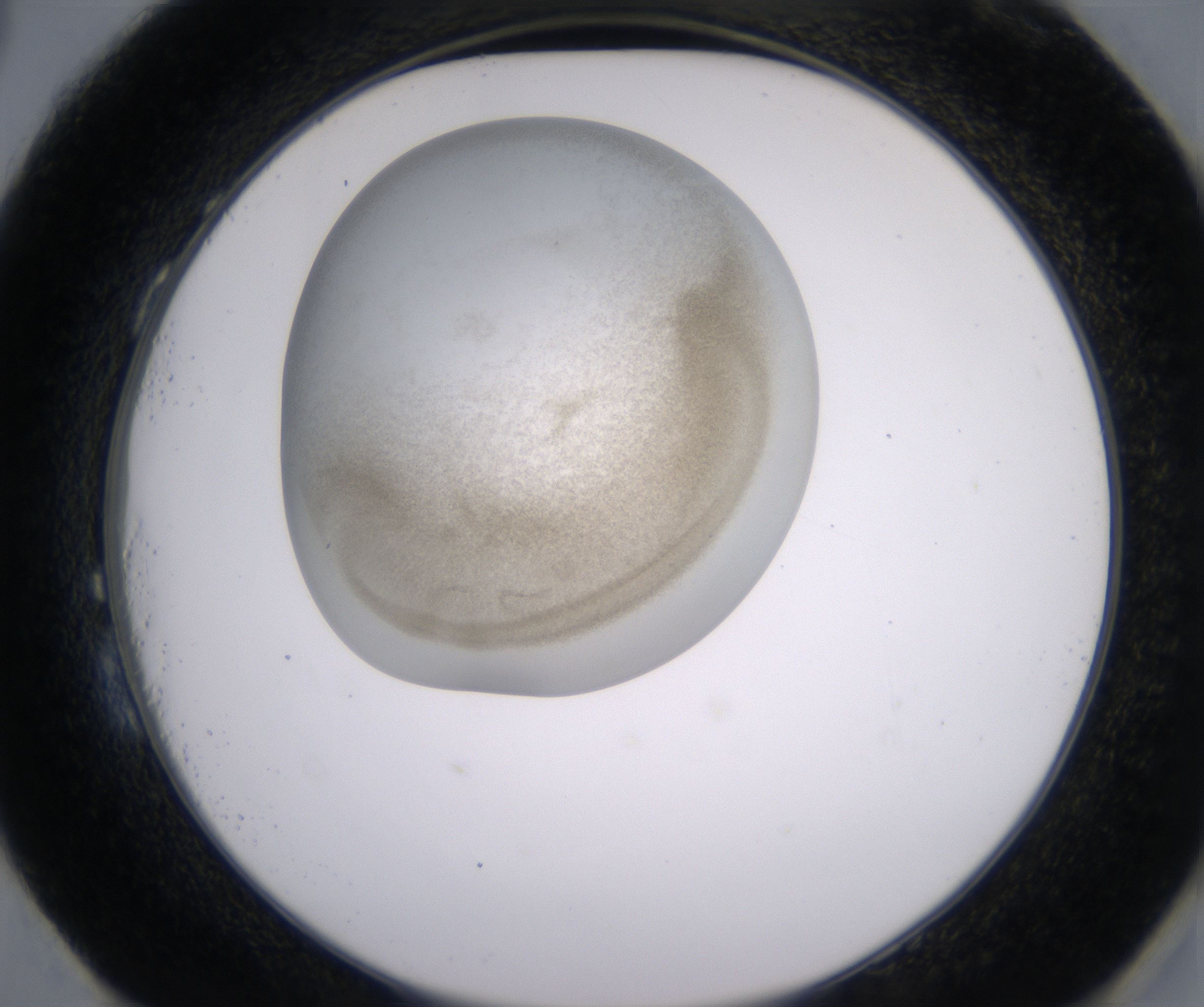 H3_HighResolution_Precipitate_2.jpg