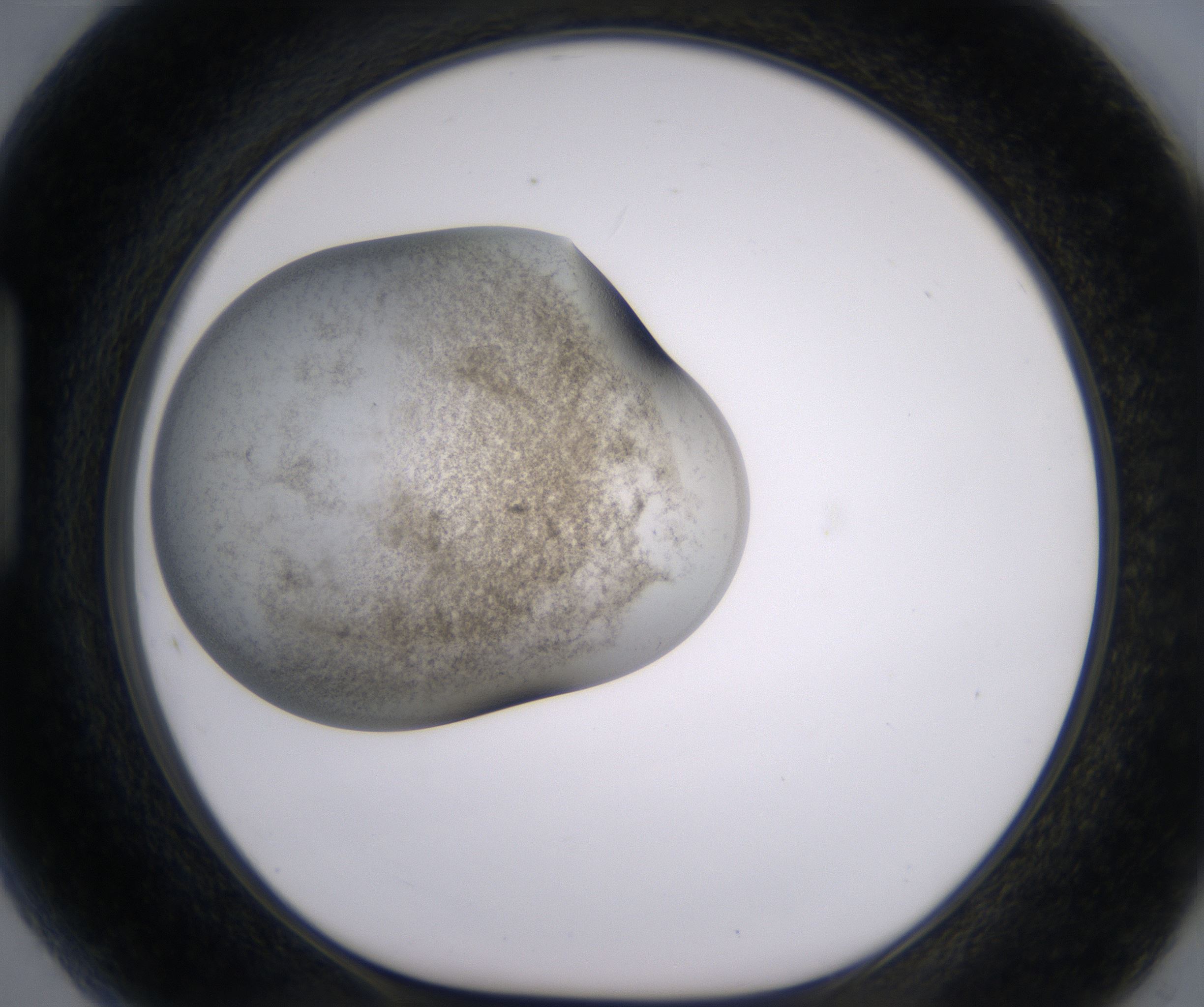 H5_HighResolution_Precipitate_1.jpg