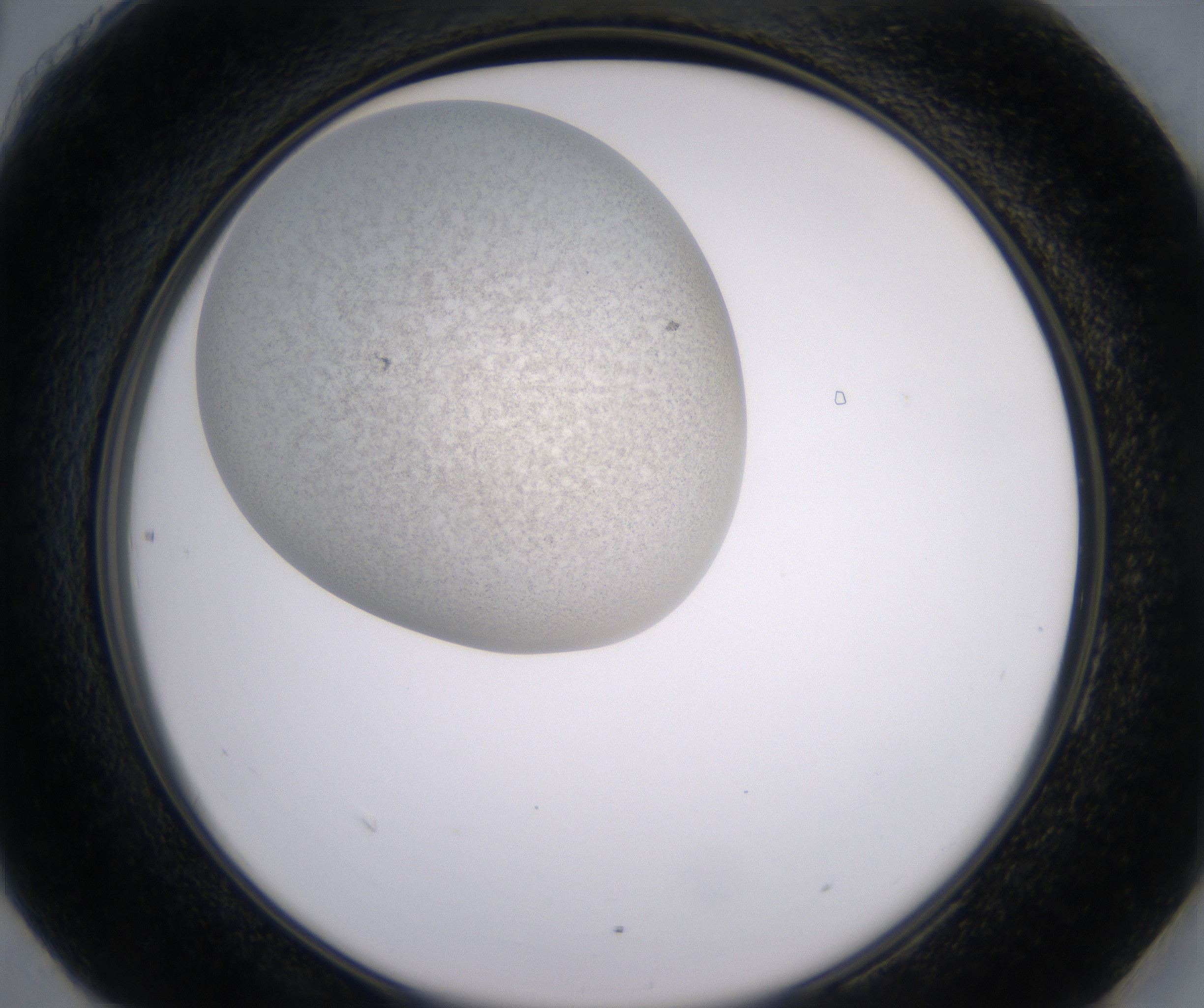 H6_HighResolution_Precipitate_2.jpg