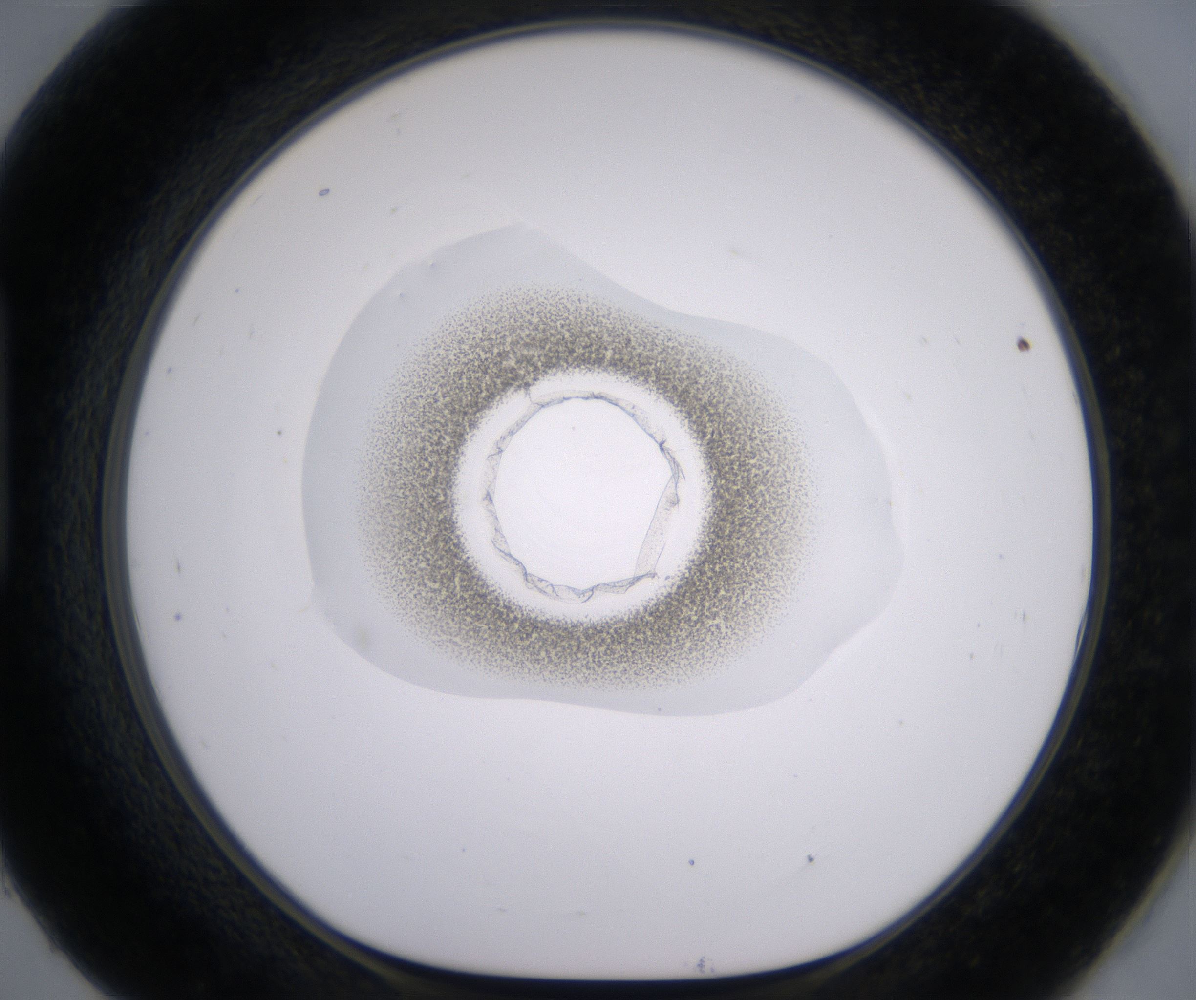 H9_HighResolution_Precipitate_1.jpg