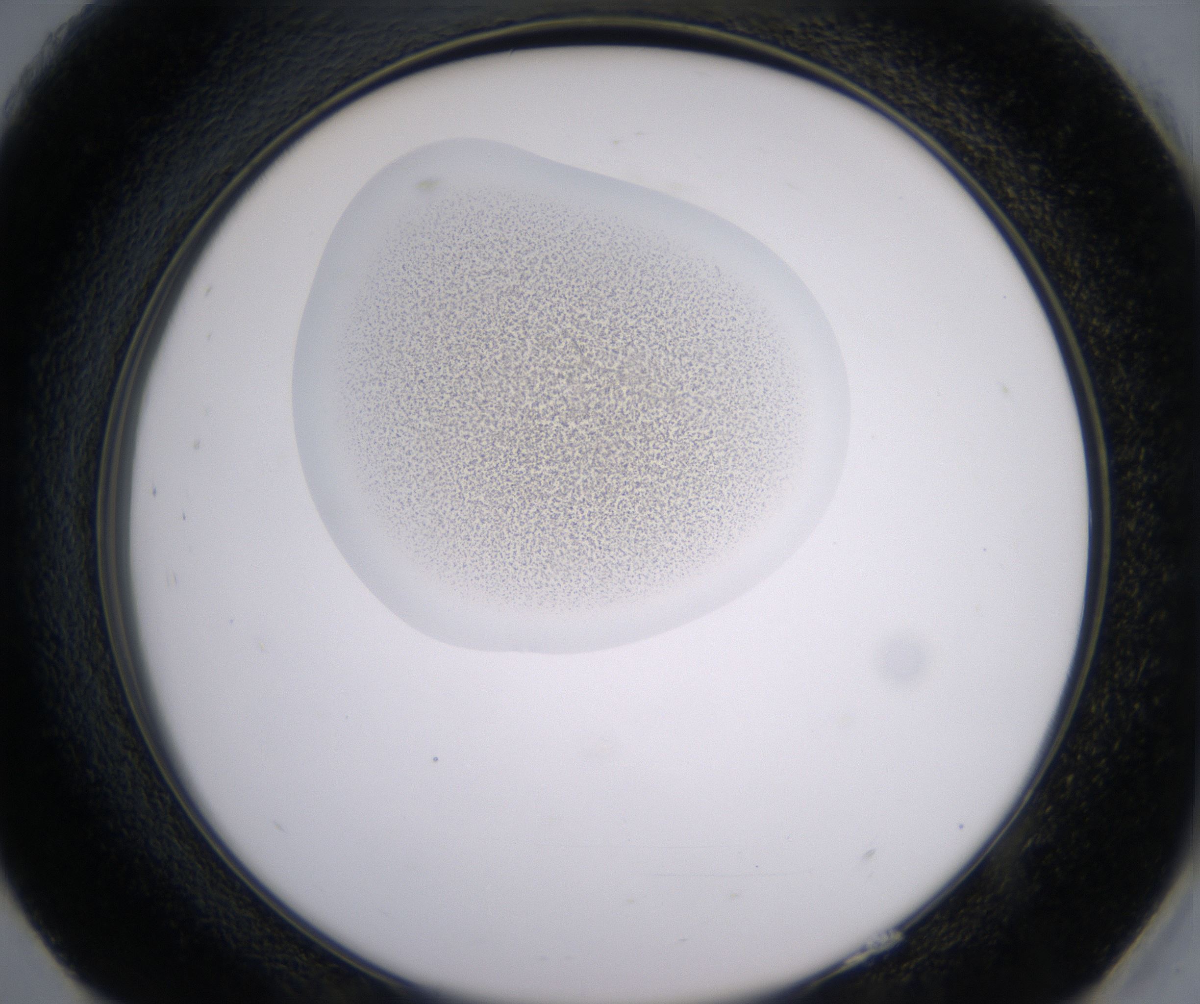H9_HighResolution_Precipitate_2.jpg