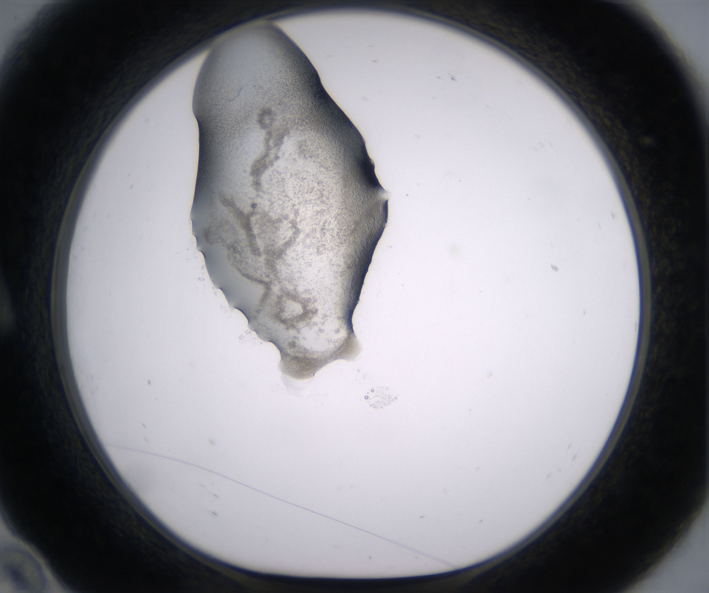 A10_HighResolution_Precipitate_1.jpg