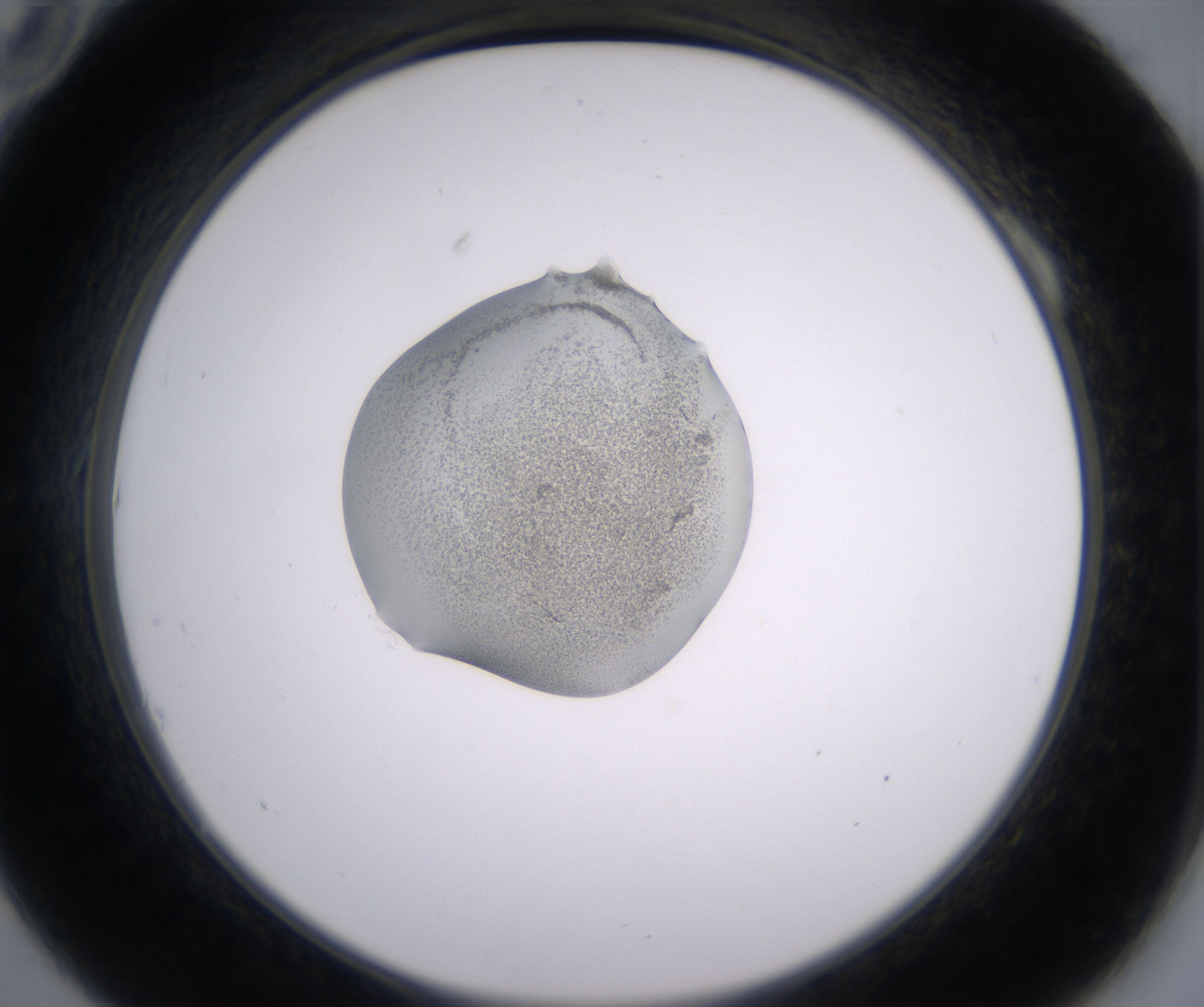 A10_HighResolution_Precipitate_2.jpg