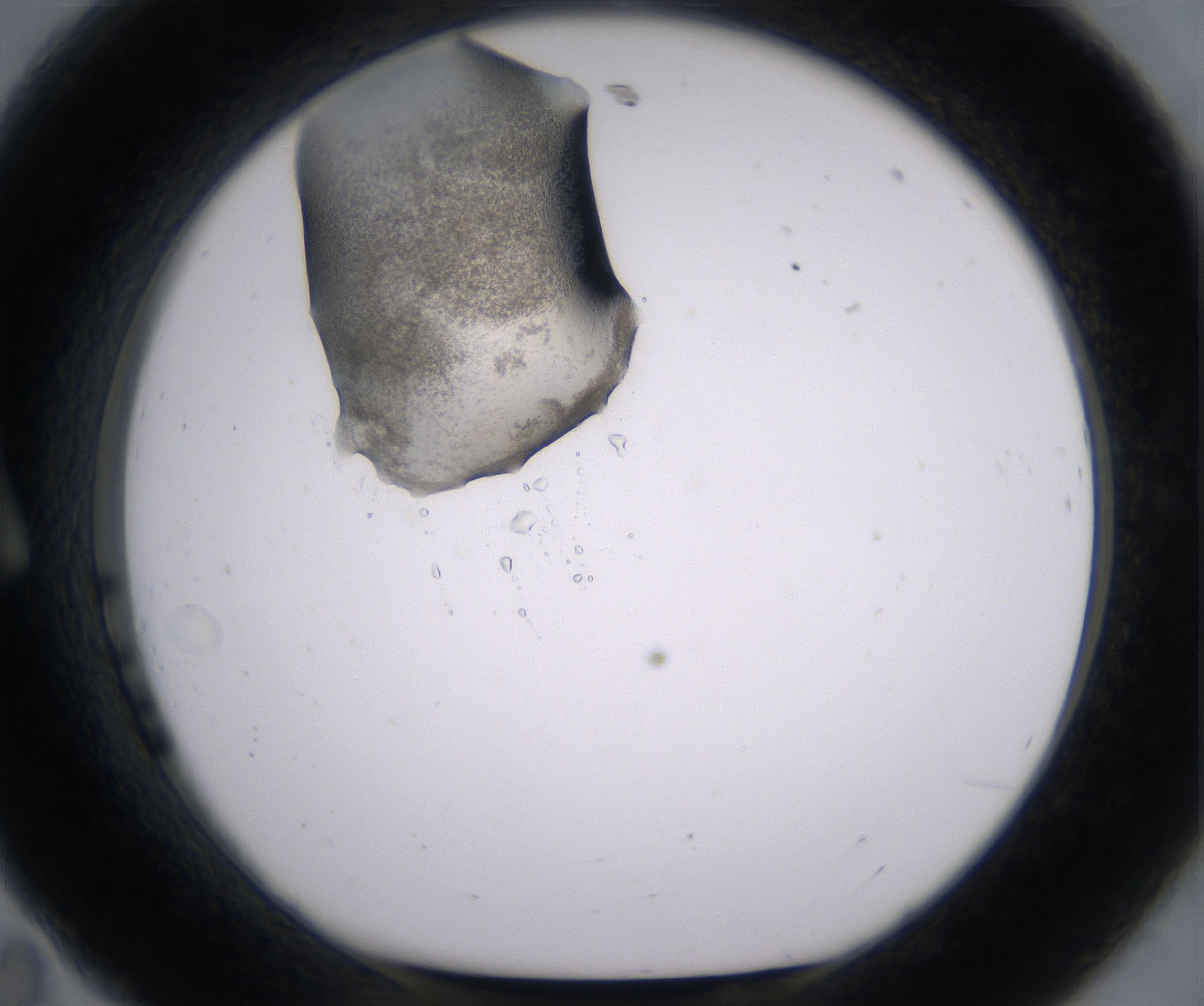A11_HighResolution_Precipitate_1.jpg