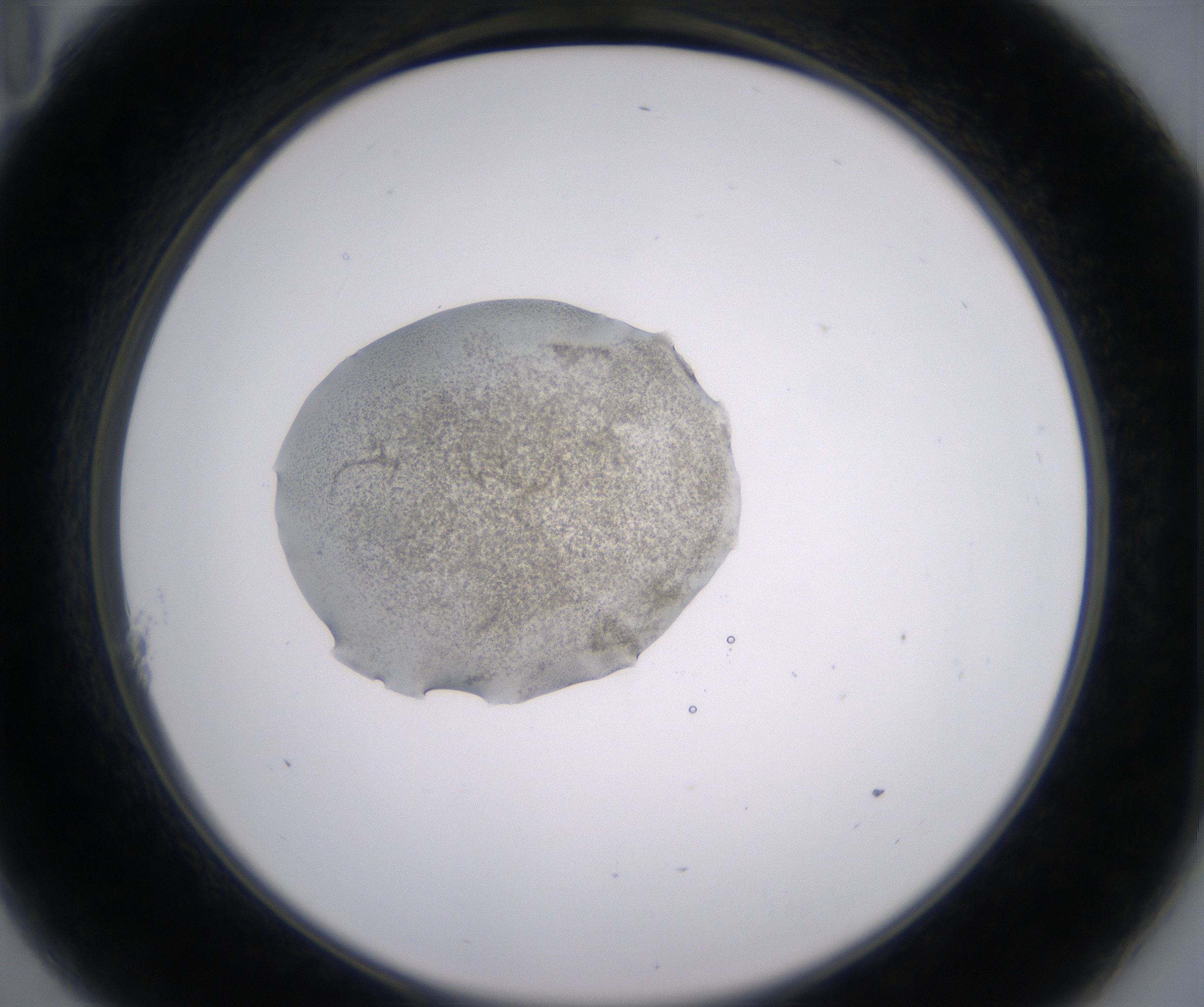 A11_HighResolution_Precipitate_2.jpg