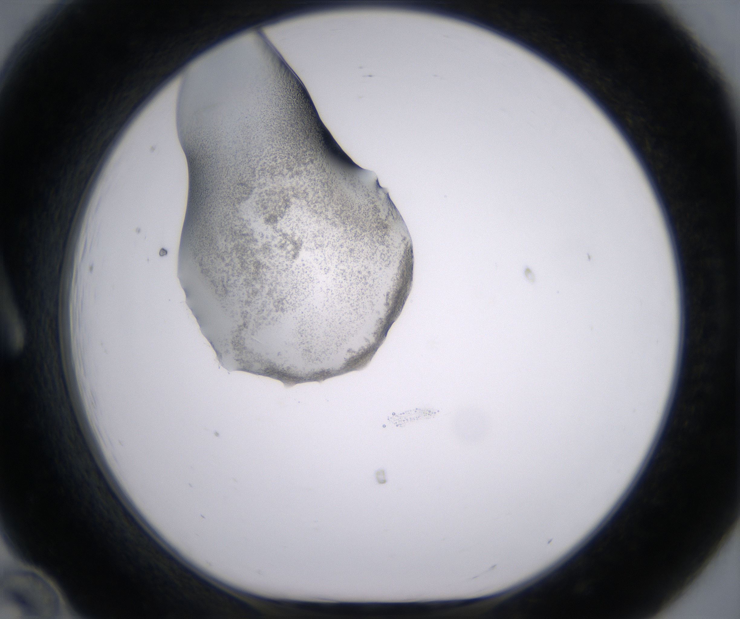 A12_HighResolution_Precipitate_1.jpg