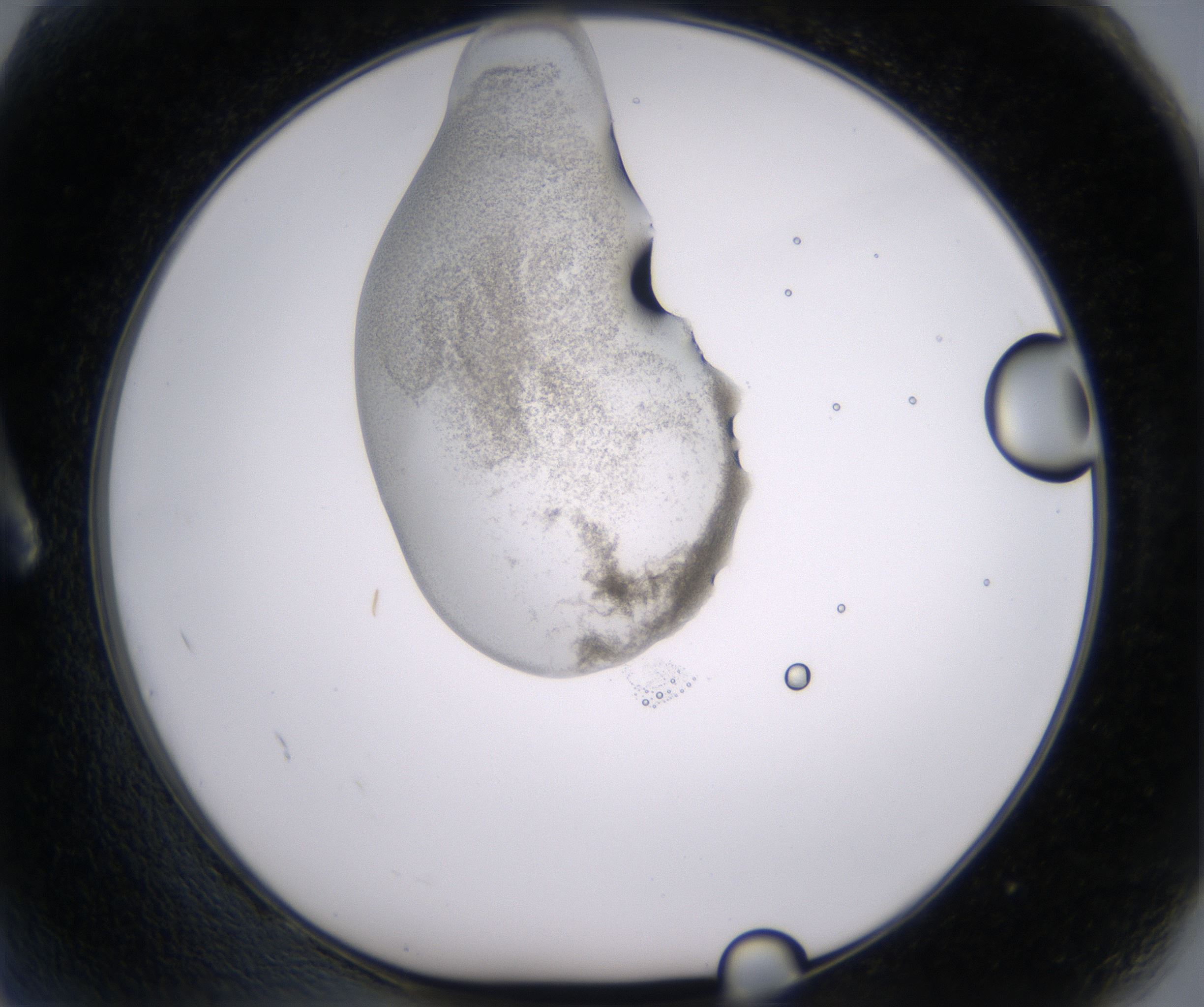 A2_HighResolution_Precipitate_1.jpg