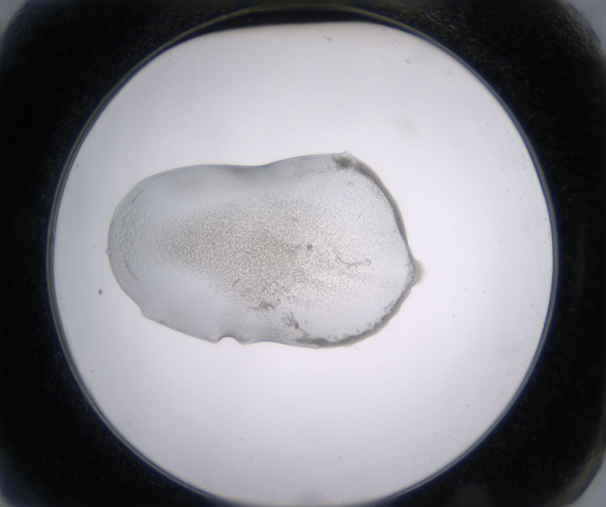 A2_HighResolution_Precipitate_2.jpg