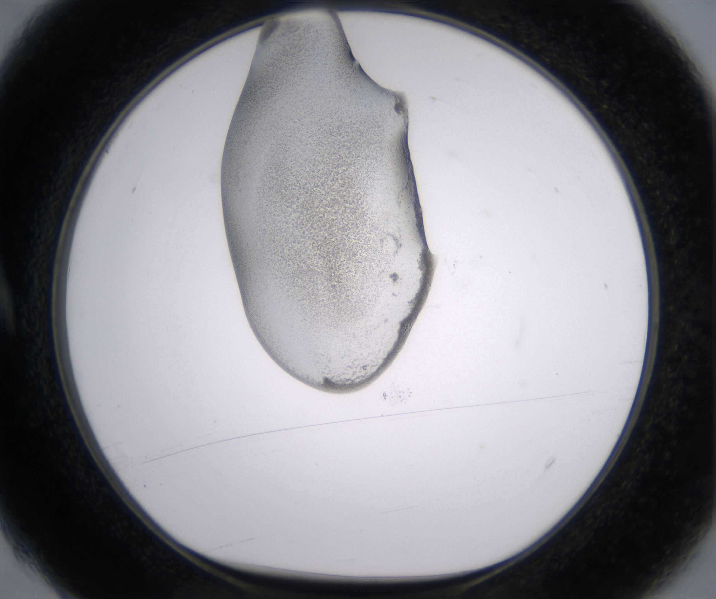 A4_HighResolution_Precipitate_1.jpg