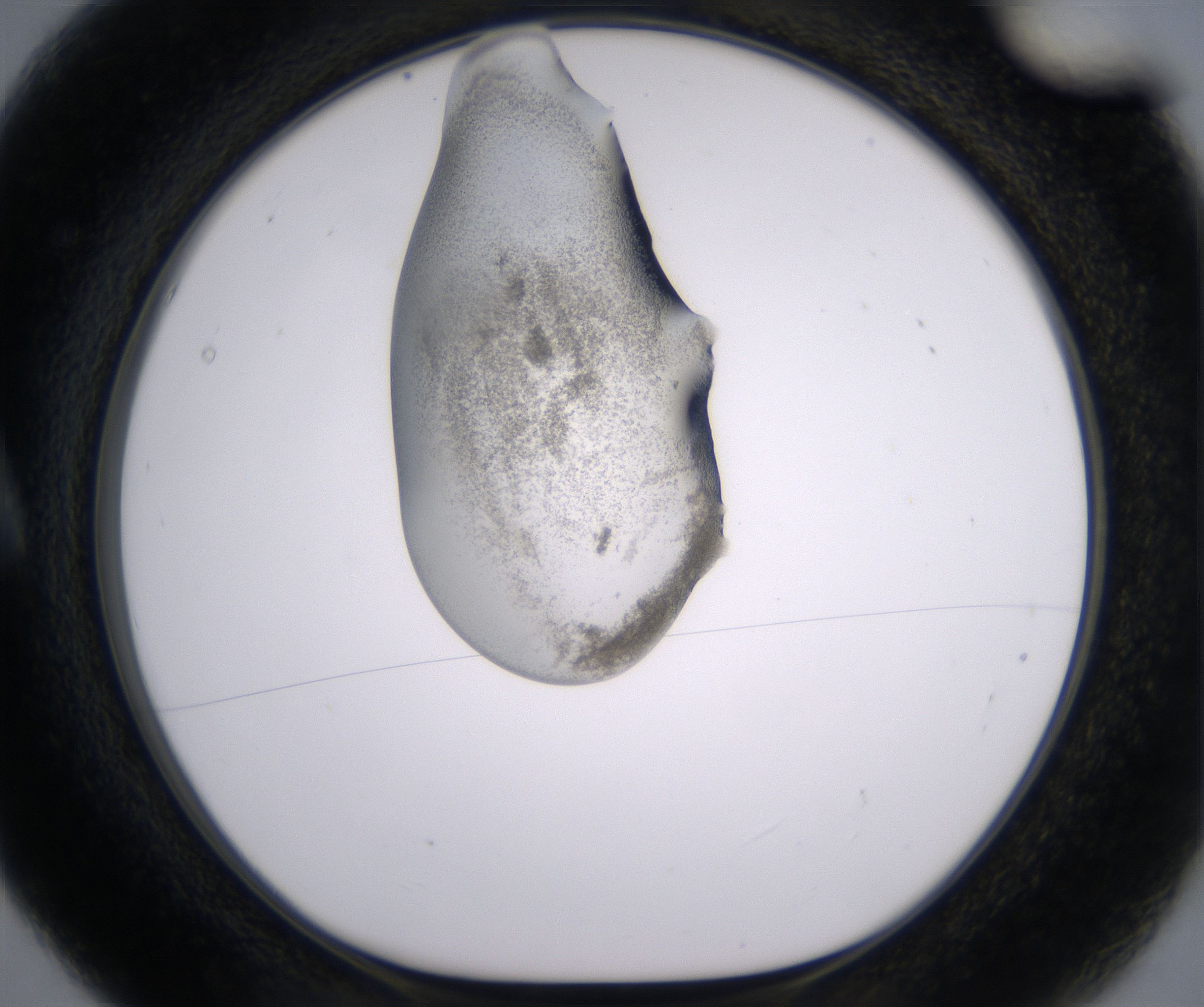 A5_HighResolution_Precipitate_1.jpg