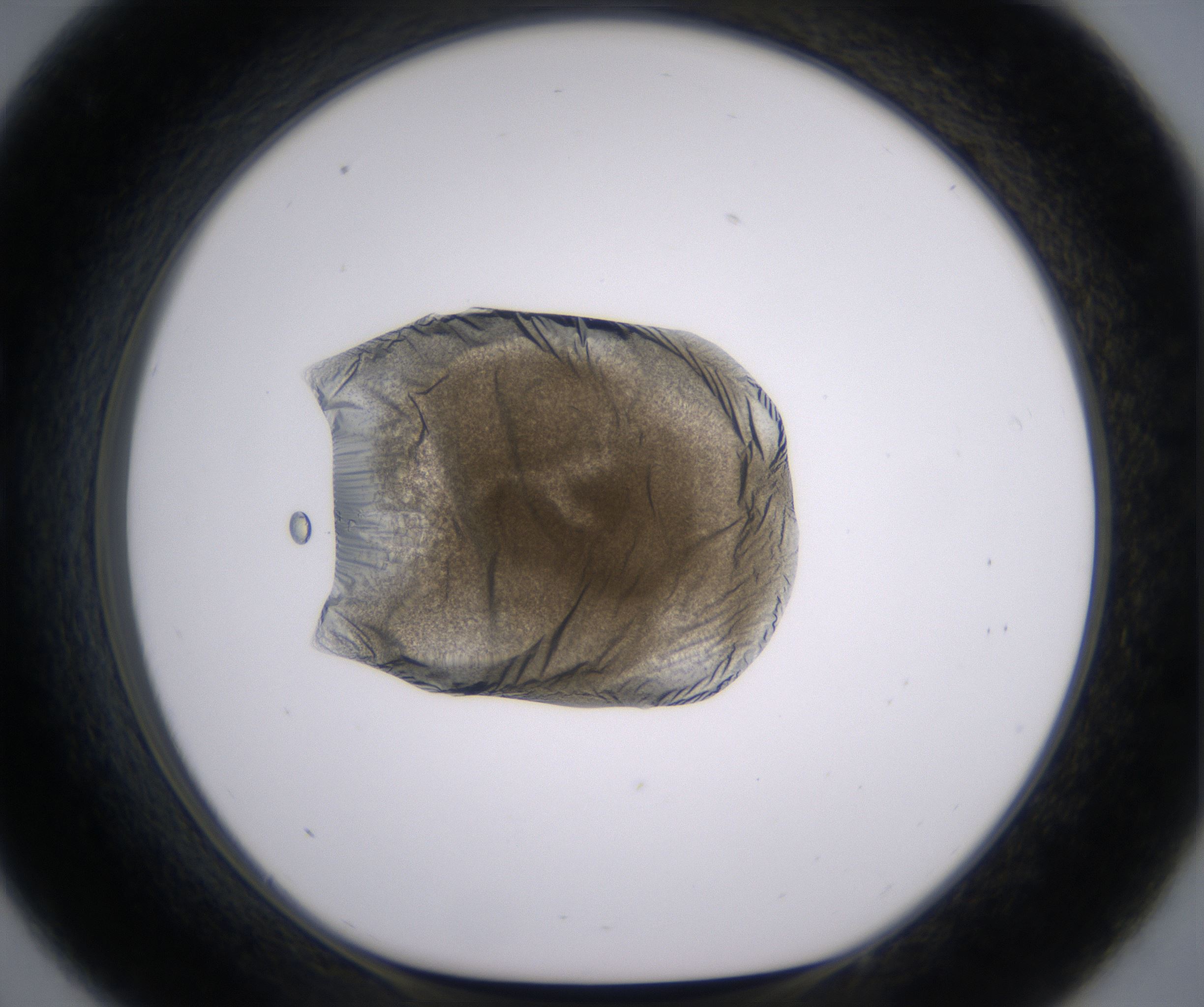 C9_HighResolution_Precipitate_1.jpg