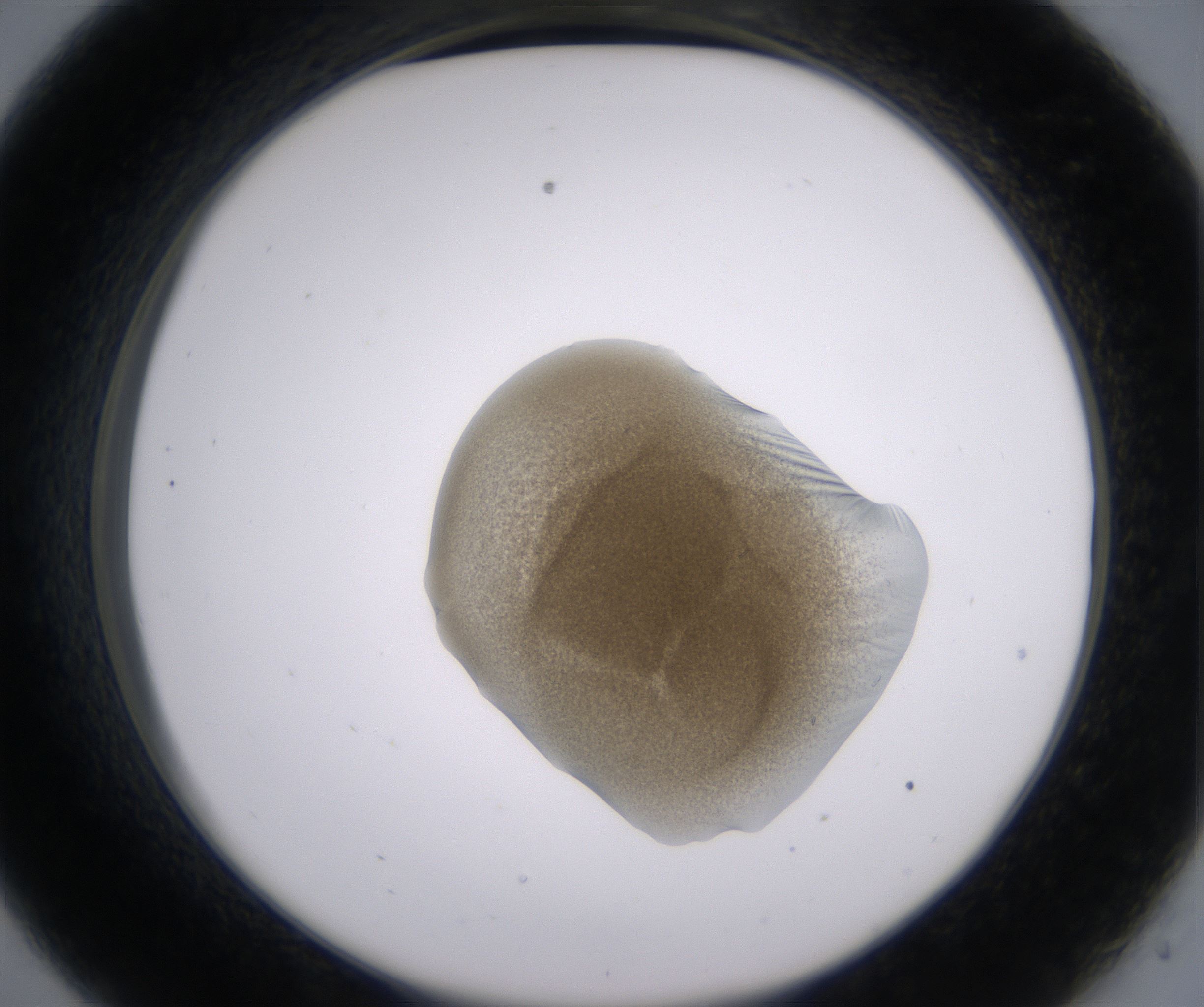 C9_HighResolution_Precipitate_2.jpg