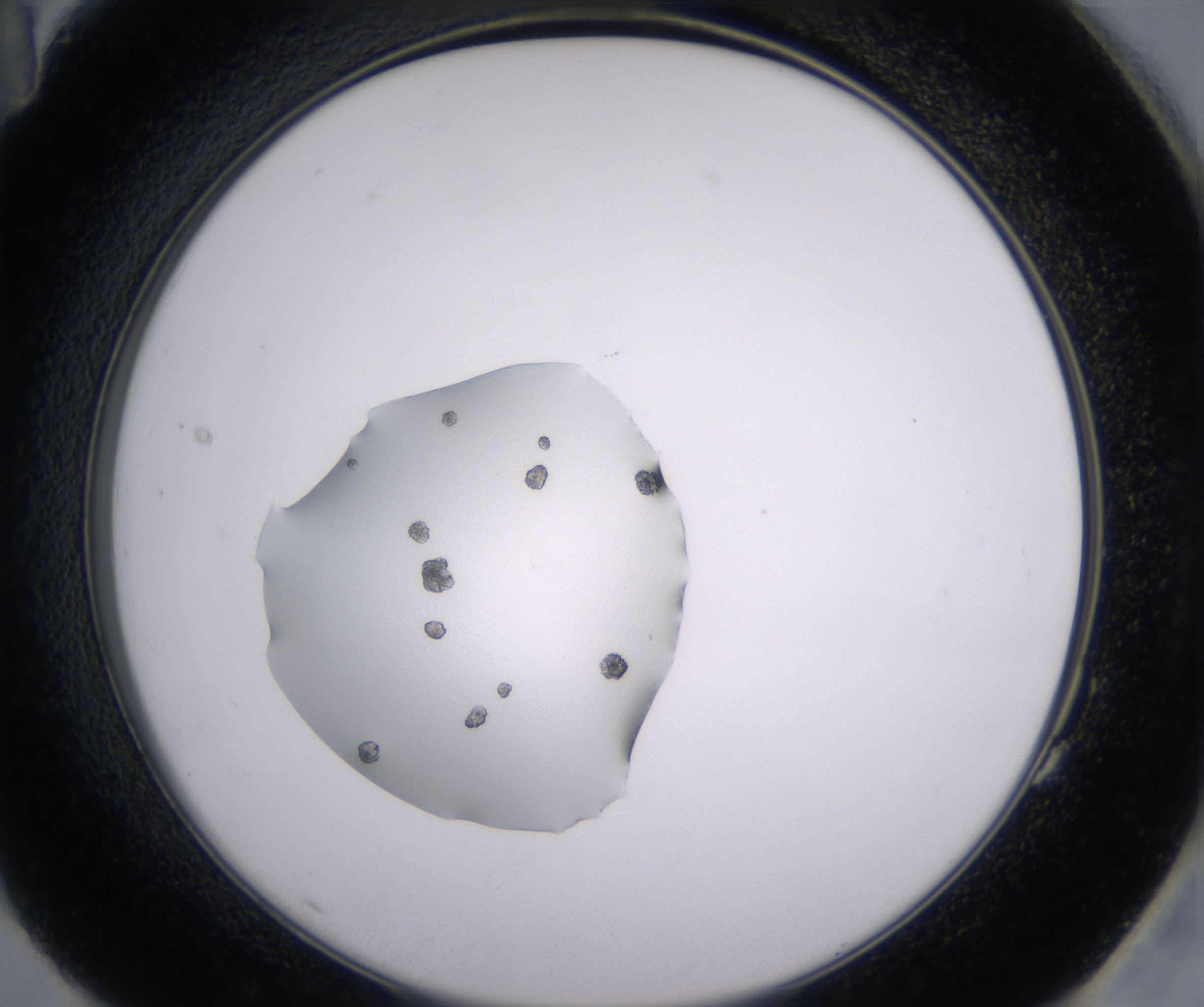 G11_HighResolution_Crystal_2.jpg