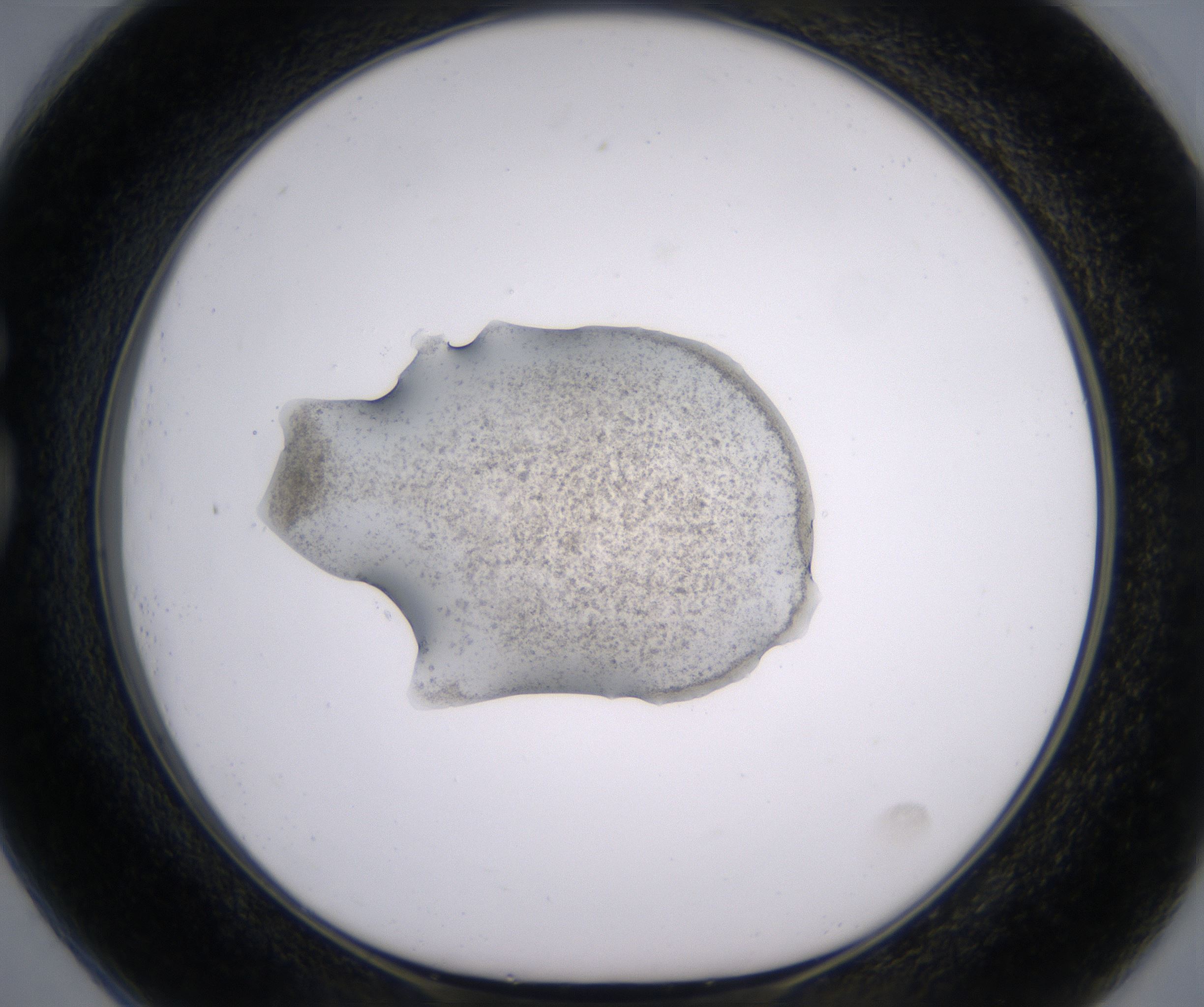 G1_HighResolution_Precipitate_1.jpg