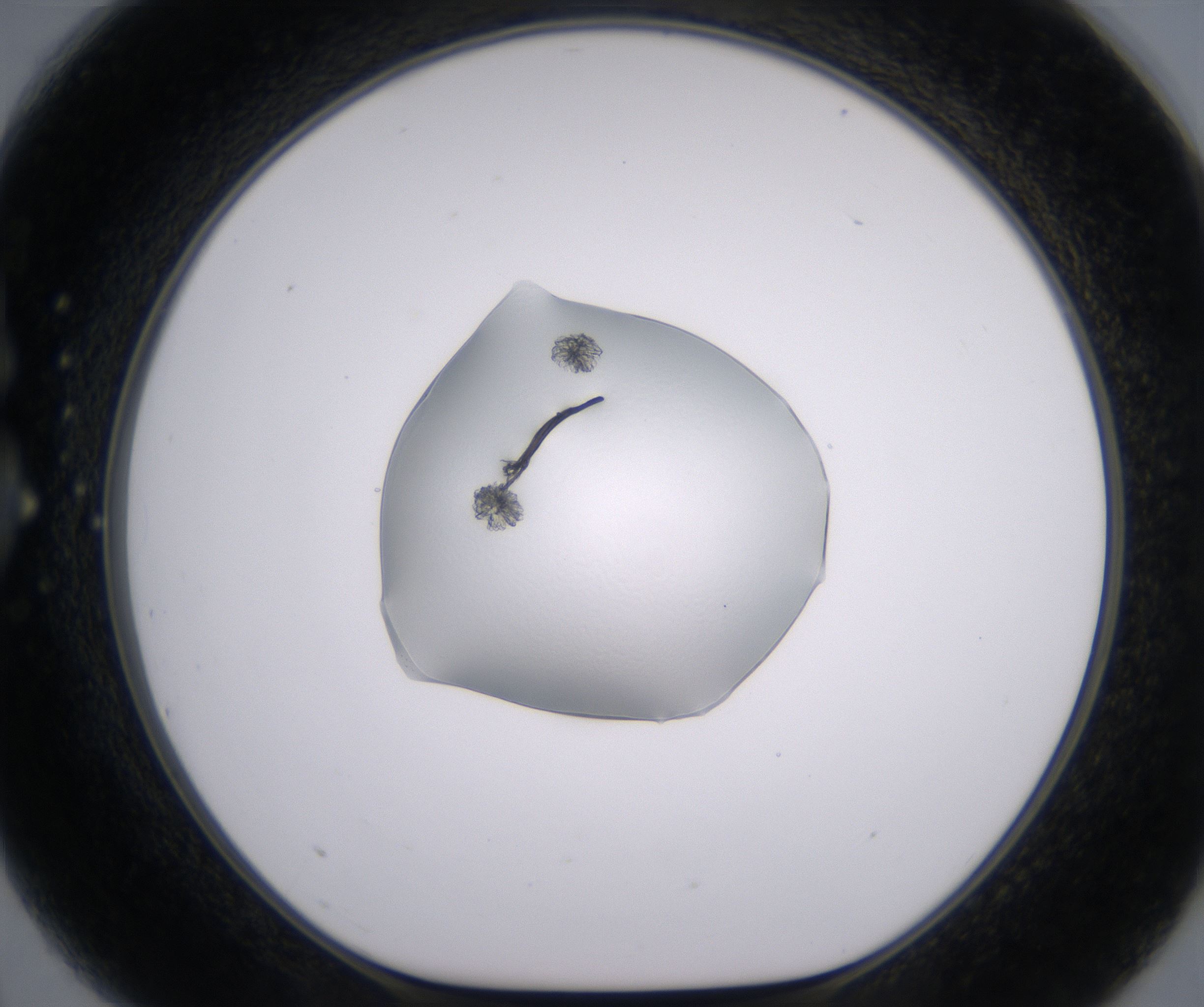 G3_HighResolution_Crystal_1.jpg