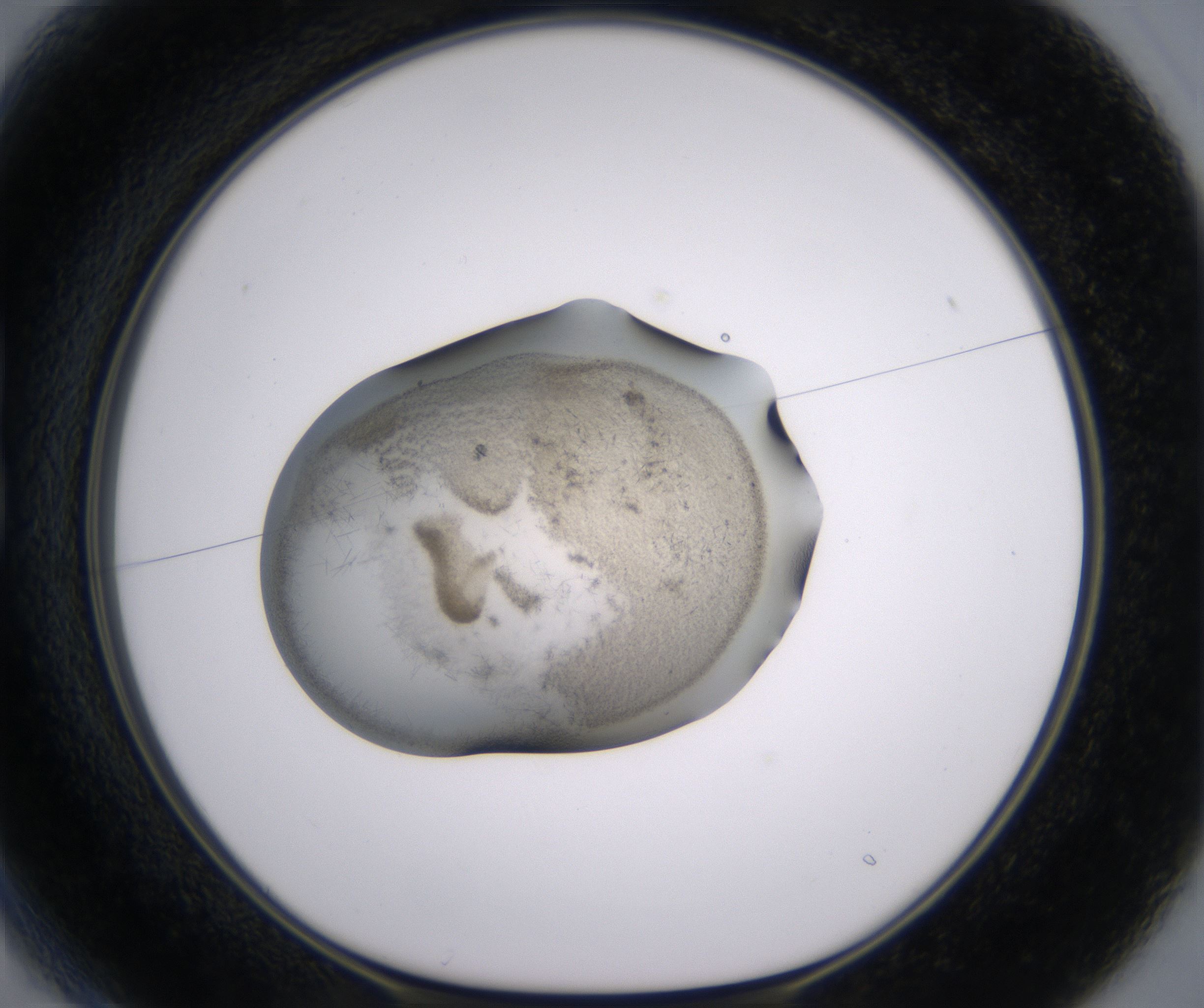 B1_HighResolution_Precipitate_1.jpg
